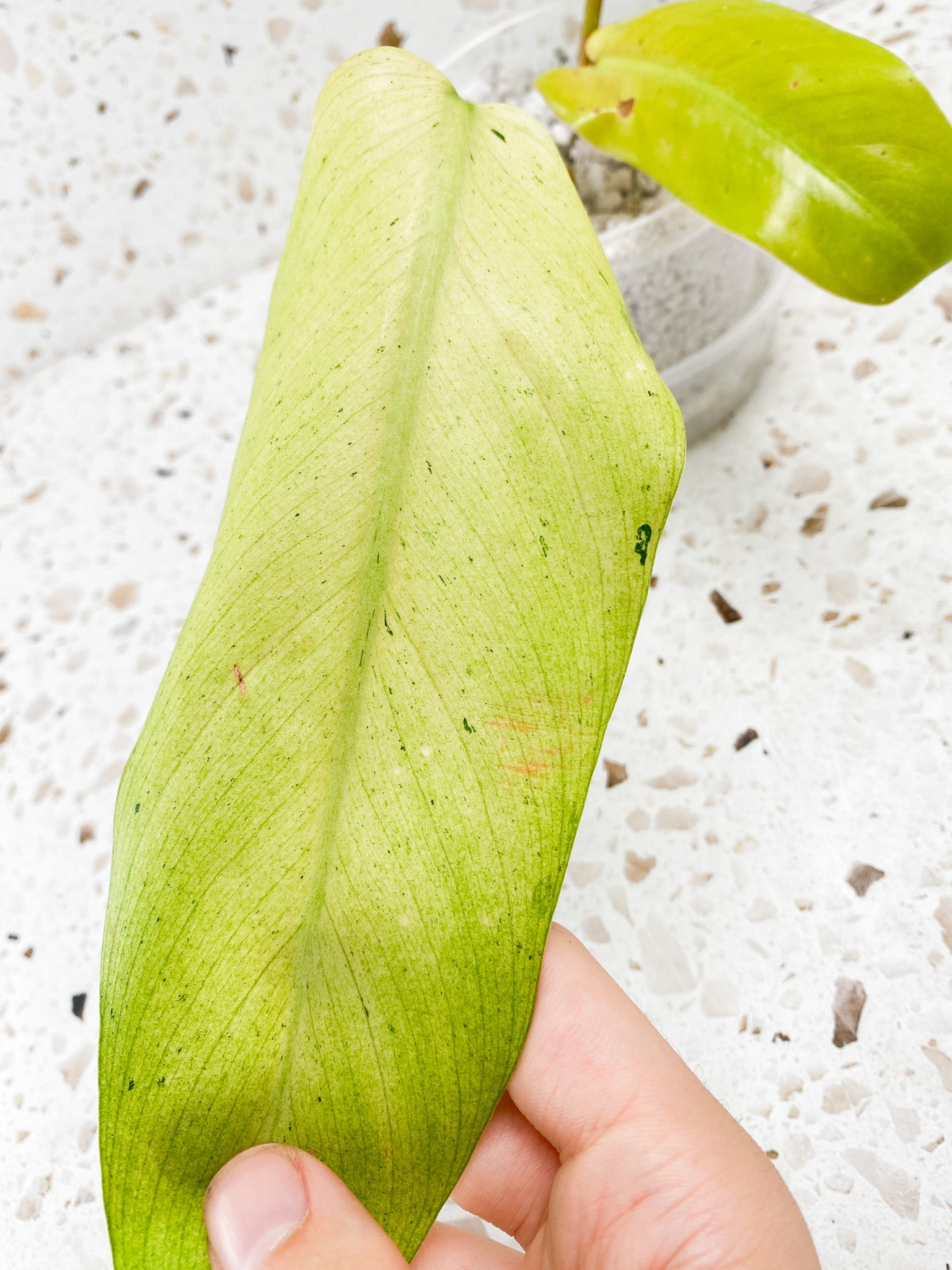 Philodendron Whipple Way 3 leaf top cutting