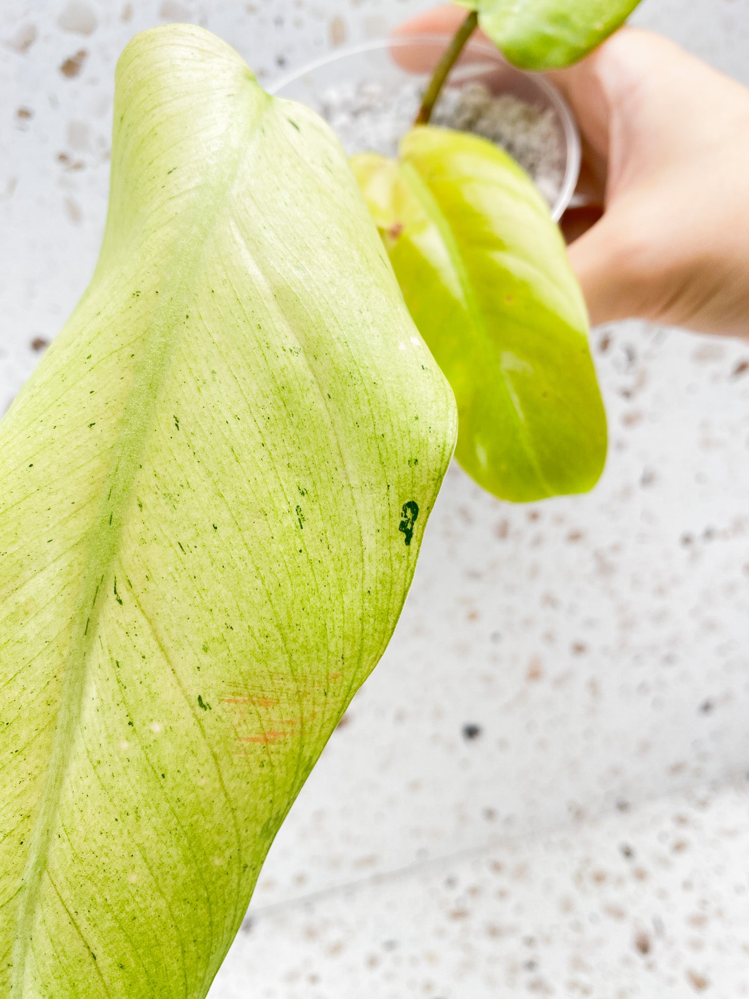 Philodendron Whipple Way 3 leaf top cutting