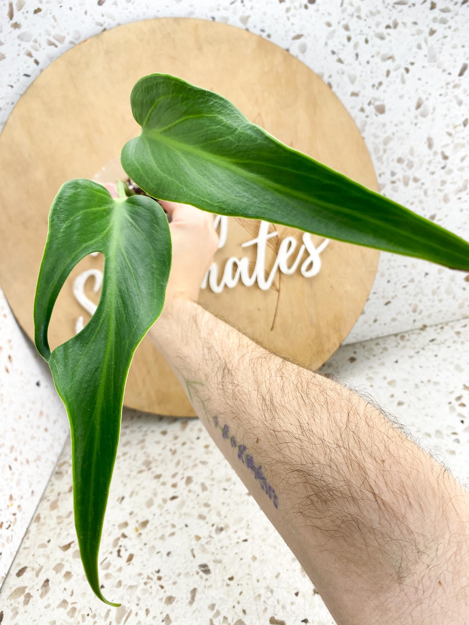 Monstera Burle Marx Flame 2 leaves (slightly rooted) Unicorn