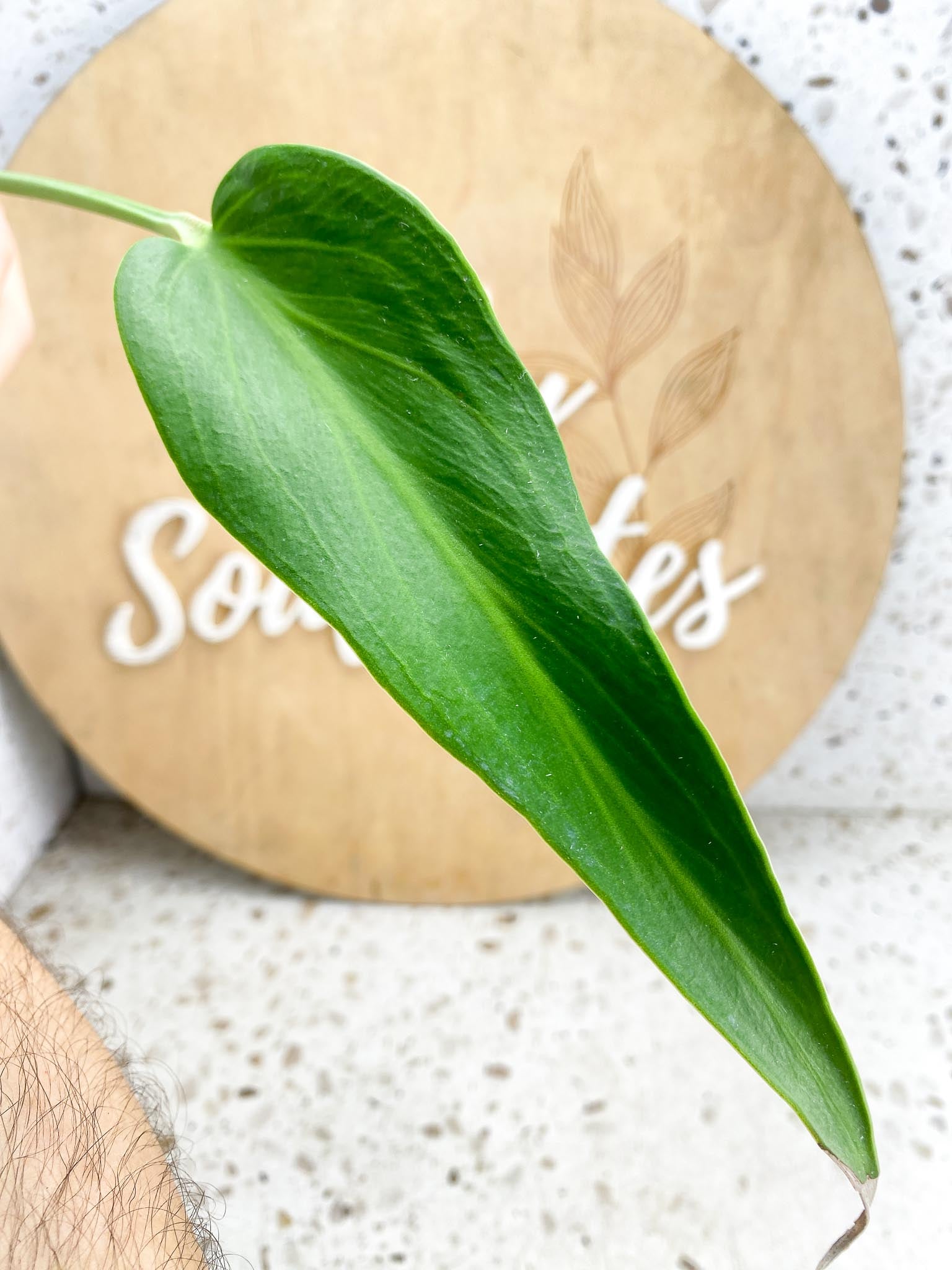 Monstera Burle Marx Flame 2 leaves (slightly rooted) Unicorn