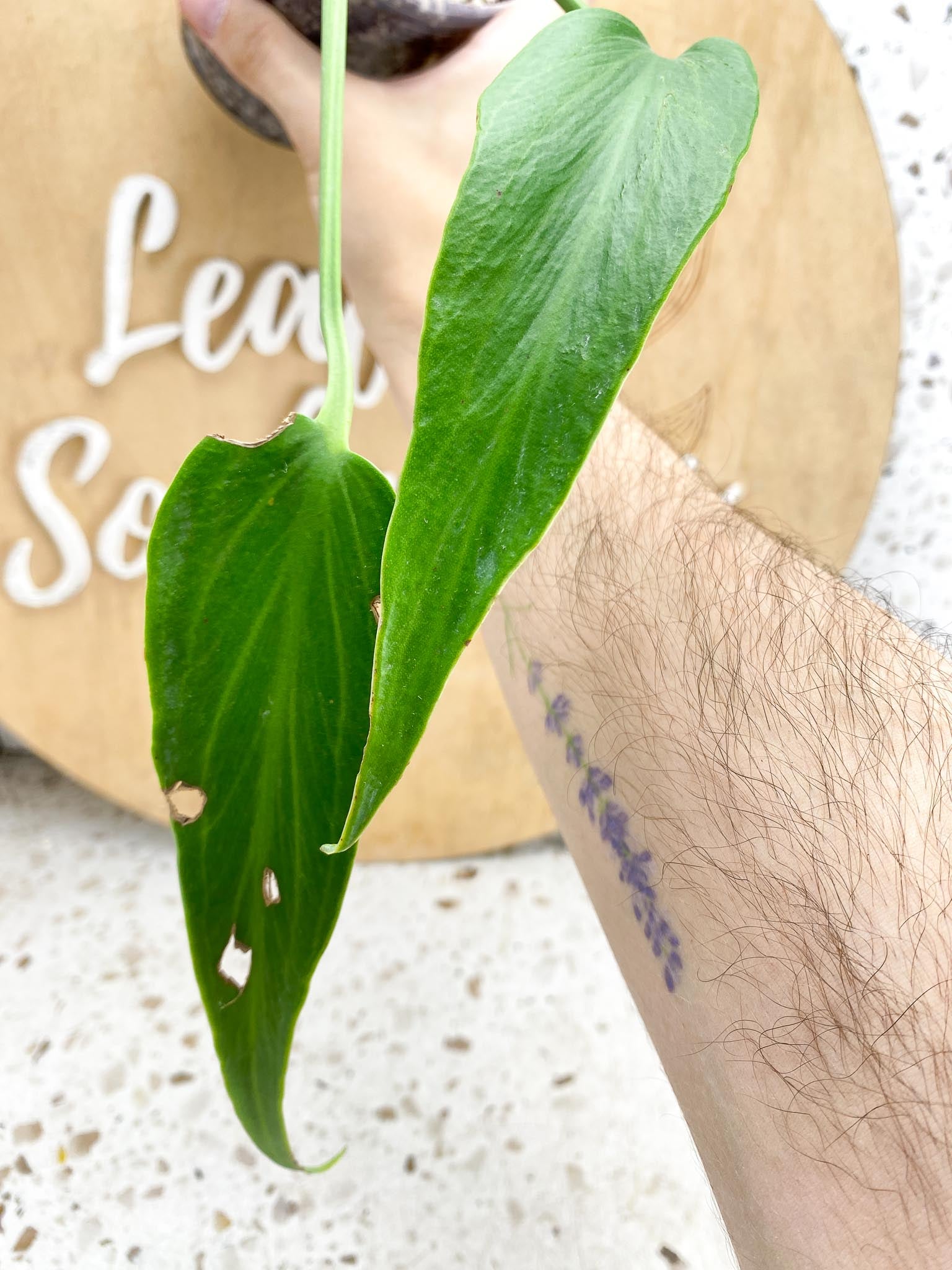 Monstera Burle Marx Flame 2 leaves and sprouting node (slightly rooted)