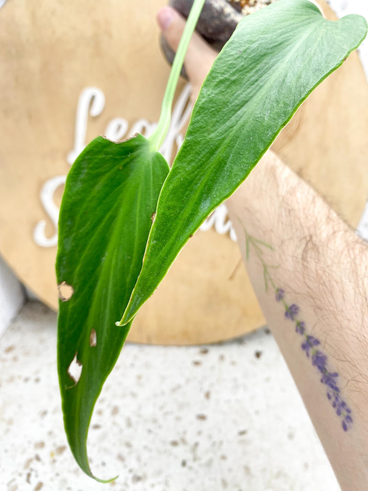 Monstera Burle Marx Flame 2 leaves and sprouting node (slightly rooted)