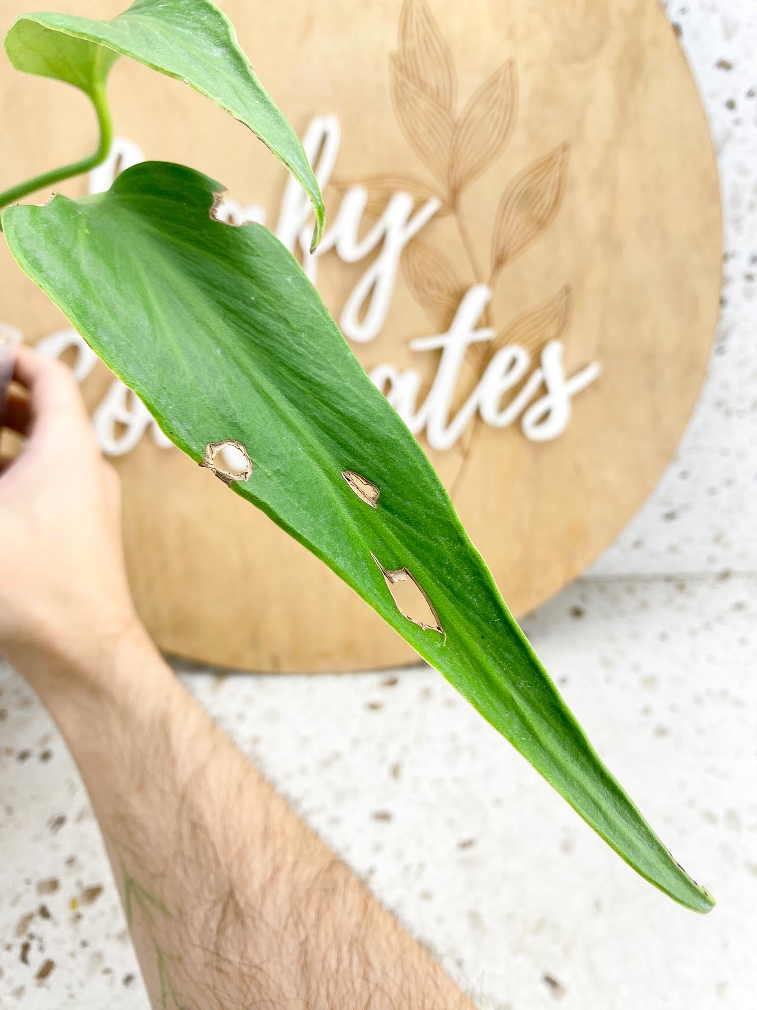 Monstera Burle Marx Flame 2 leaves and sprouting node (slightly rooted)