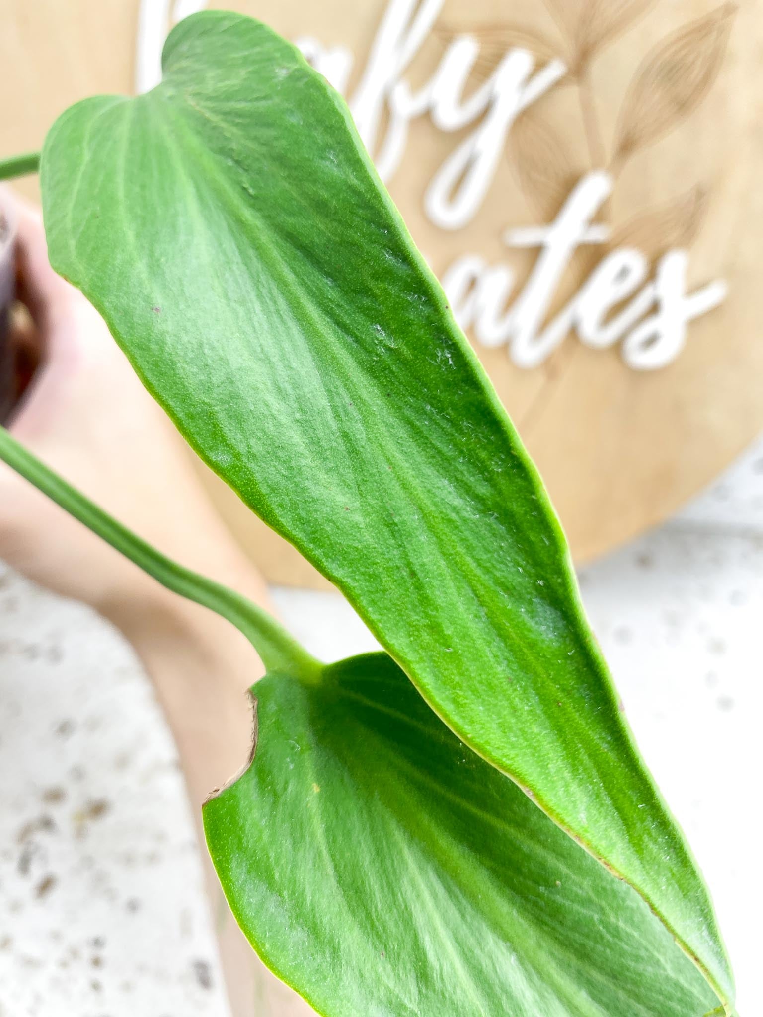 Monstera Burle Marx Flame 2 leaves and sprouting node (slightly rooted)