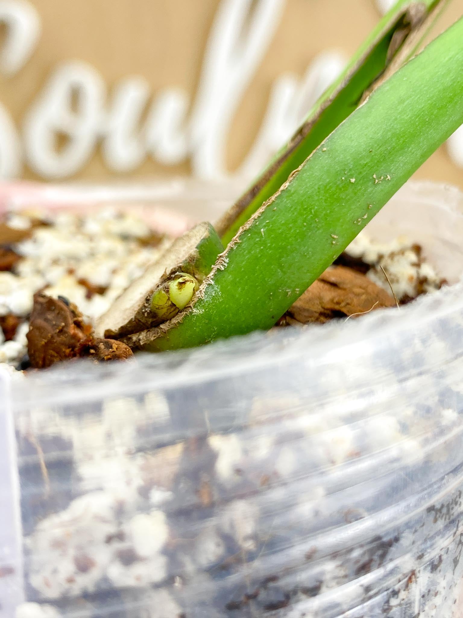 Monstera Burle Marx Flame 2 leaves and sprouting node (slightly rooted)