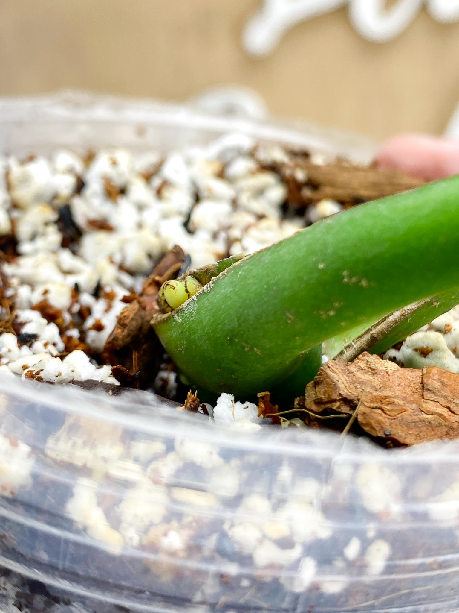 Monstera Burle Marx Flame 2 leaves and sprouting node (slightly rooted)