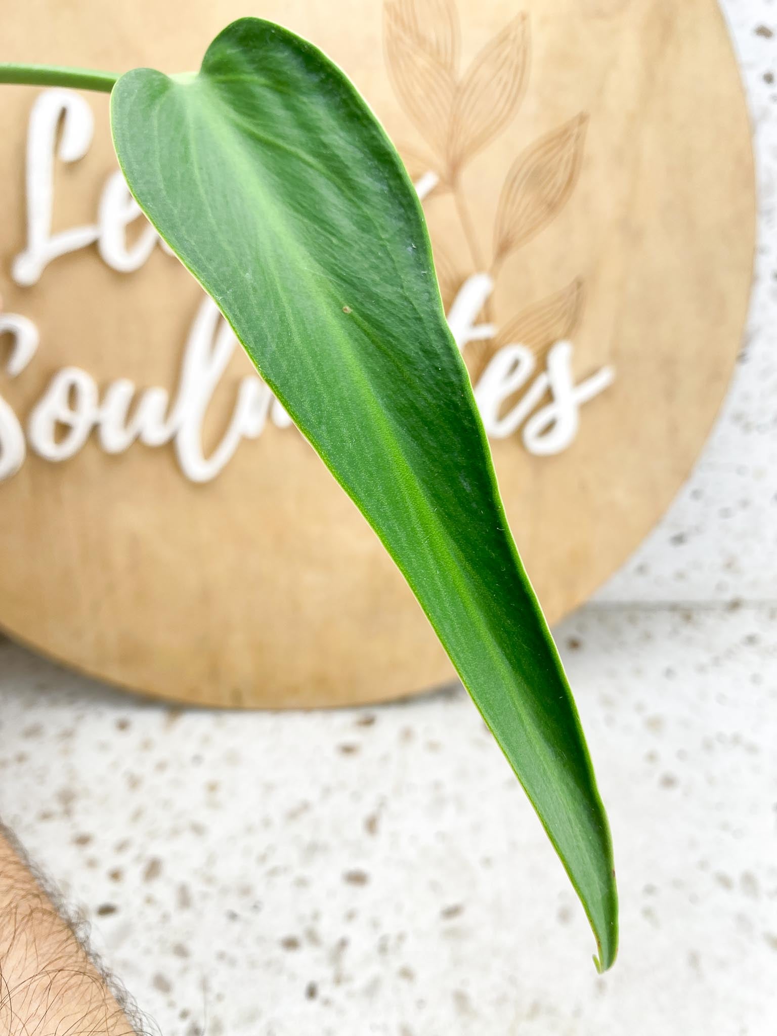 Monstera Burle Marx Flame 1 leaf (rooting)