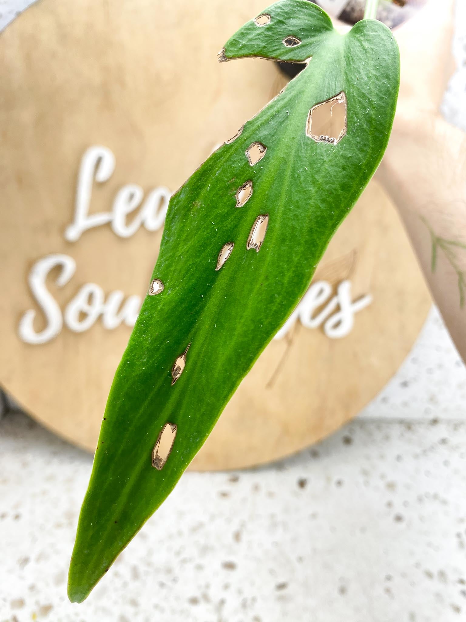 Monstera Burle Marx Flame 1 leaf and active node (rooting)