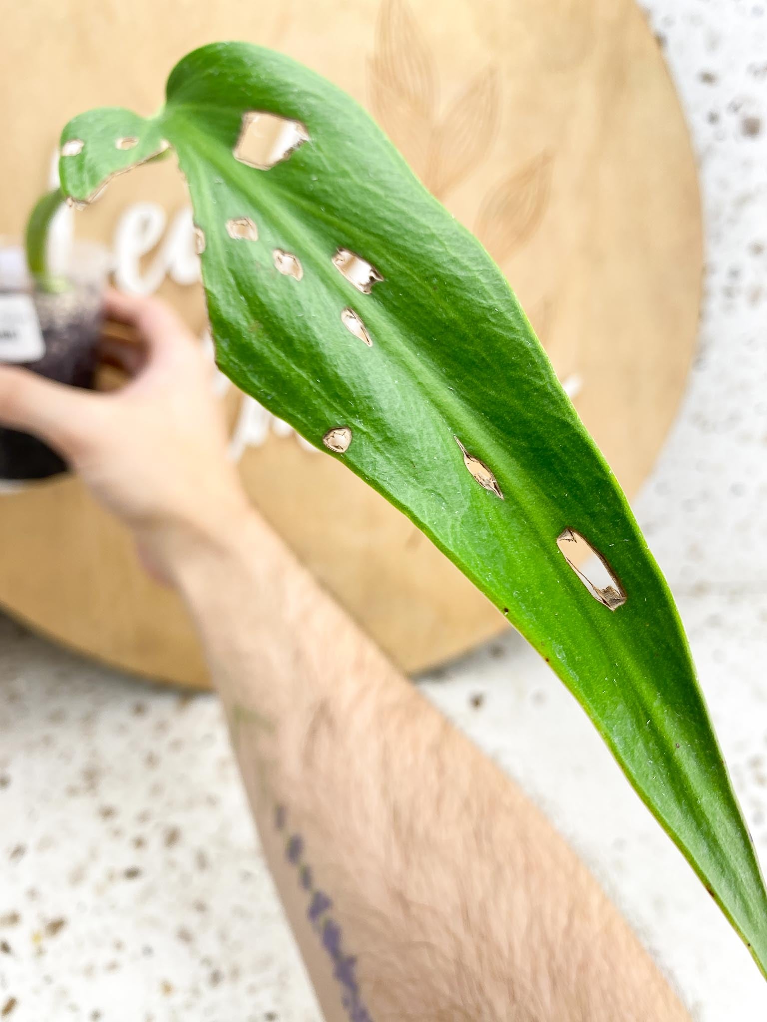 Monstera Burle Marx Flame 1 leaf and active node (rooting)