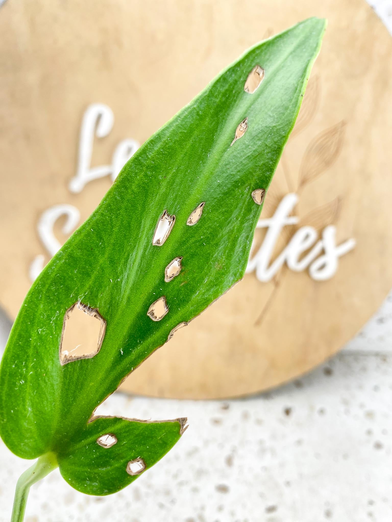 Monstera Burle Marx Flame 1 leaf and active node (rooting)