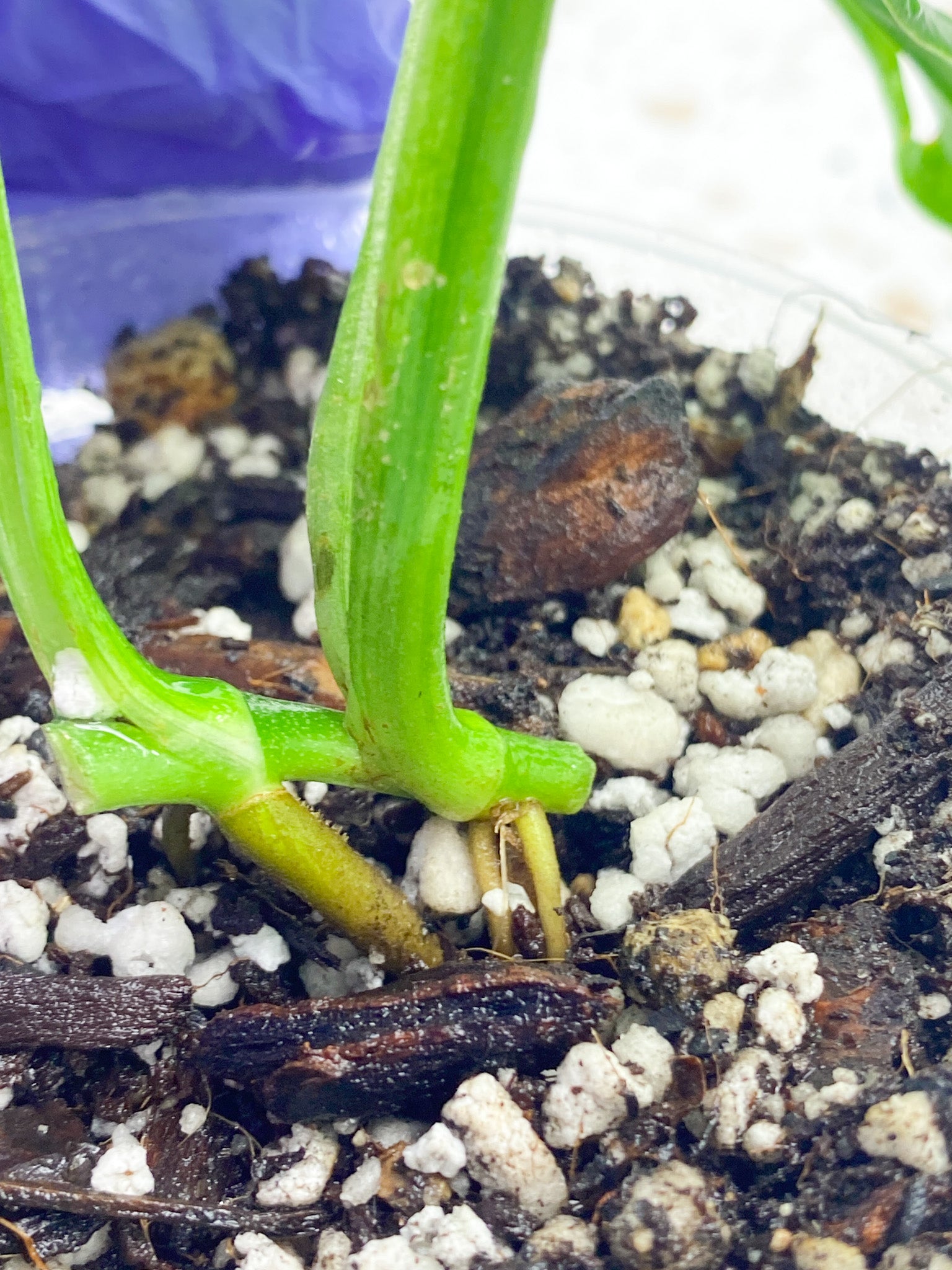 Monstera Adansonii Albo Tricolor 2 leaves