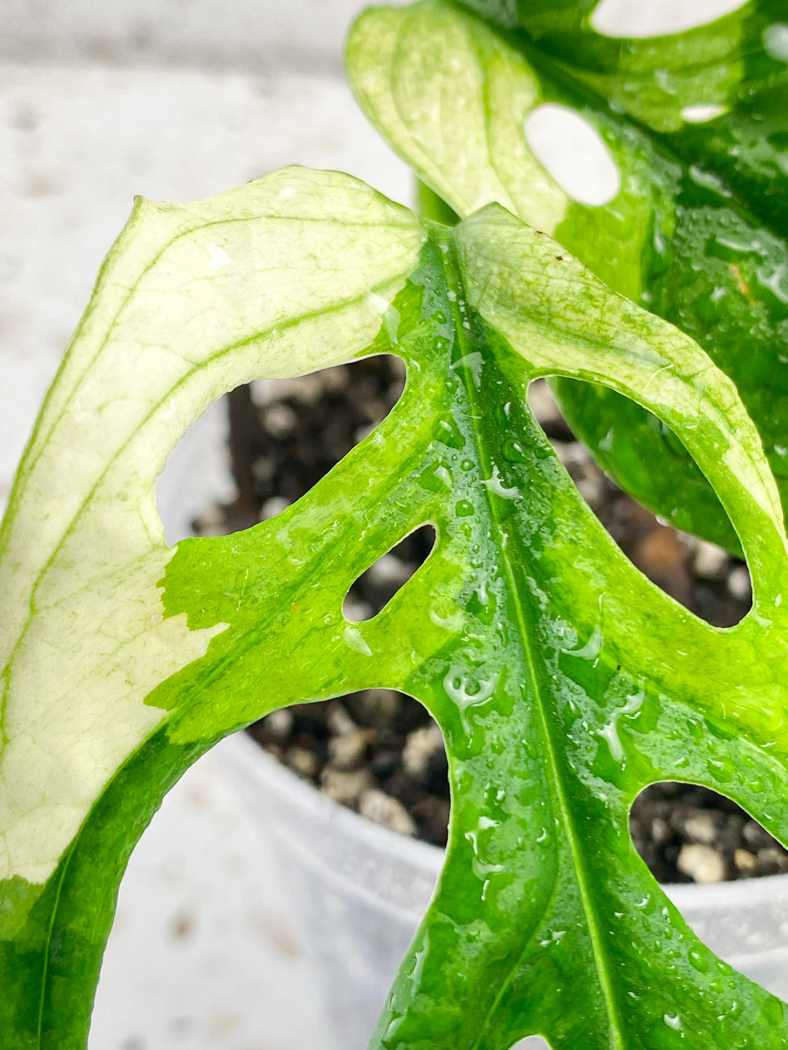 Monstera Adansonii Albo Tricolor 2 leaves