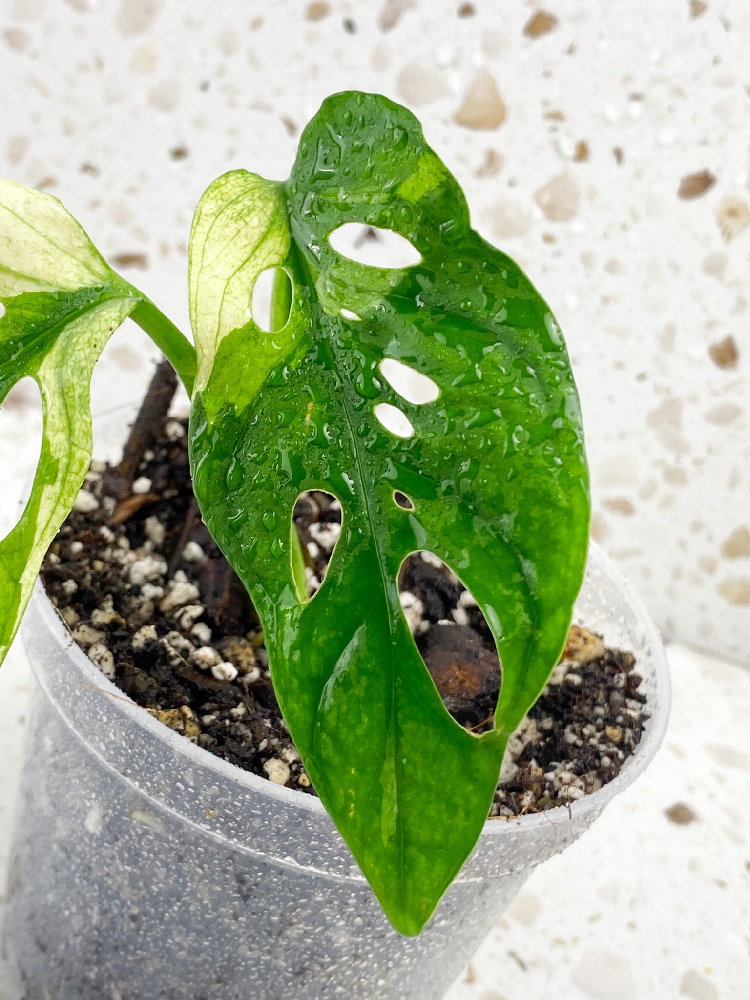 Monstera Adansonii Albo Tricolor 2 leaves