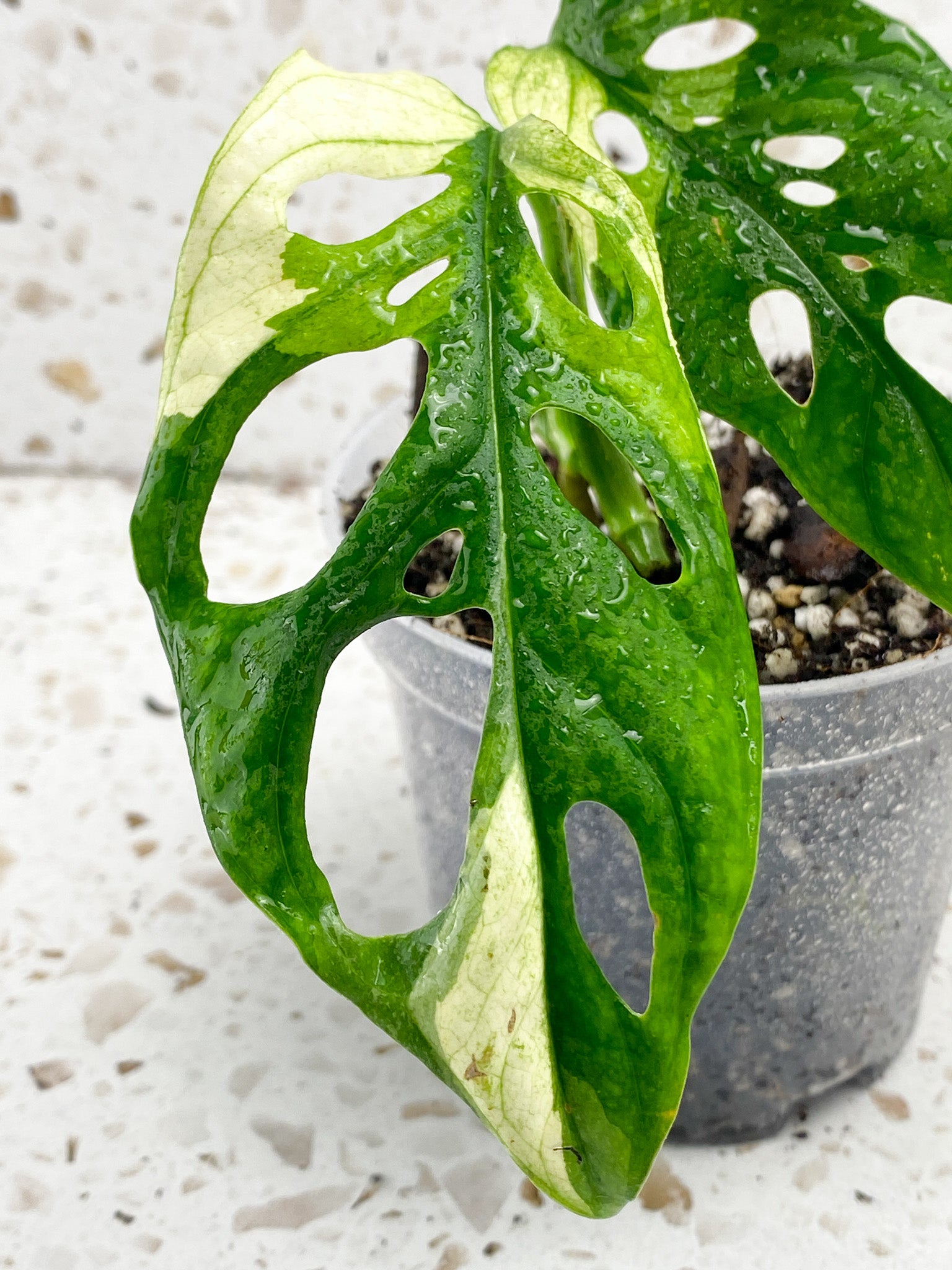 Monstera Adansonii Albo Tricolor 2 leaves