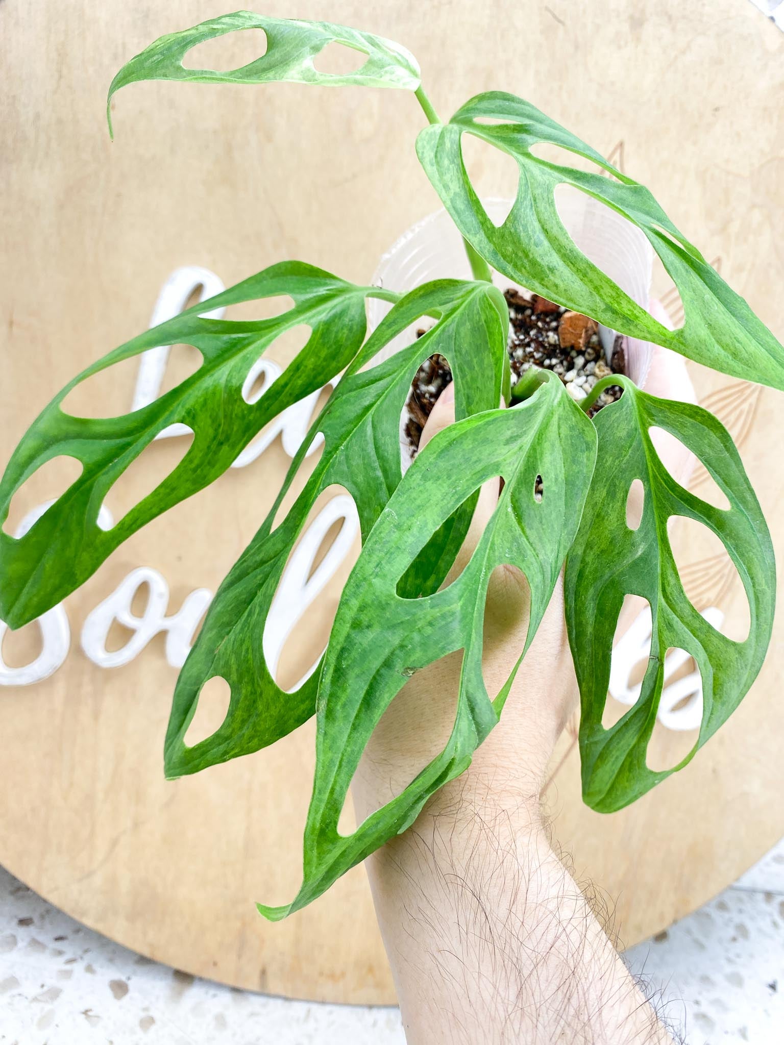 Monstera Adansonii Mint 6 leaf top cutting (rooting)