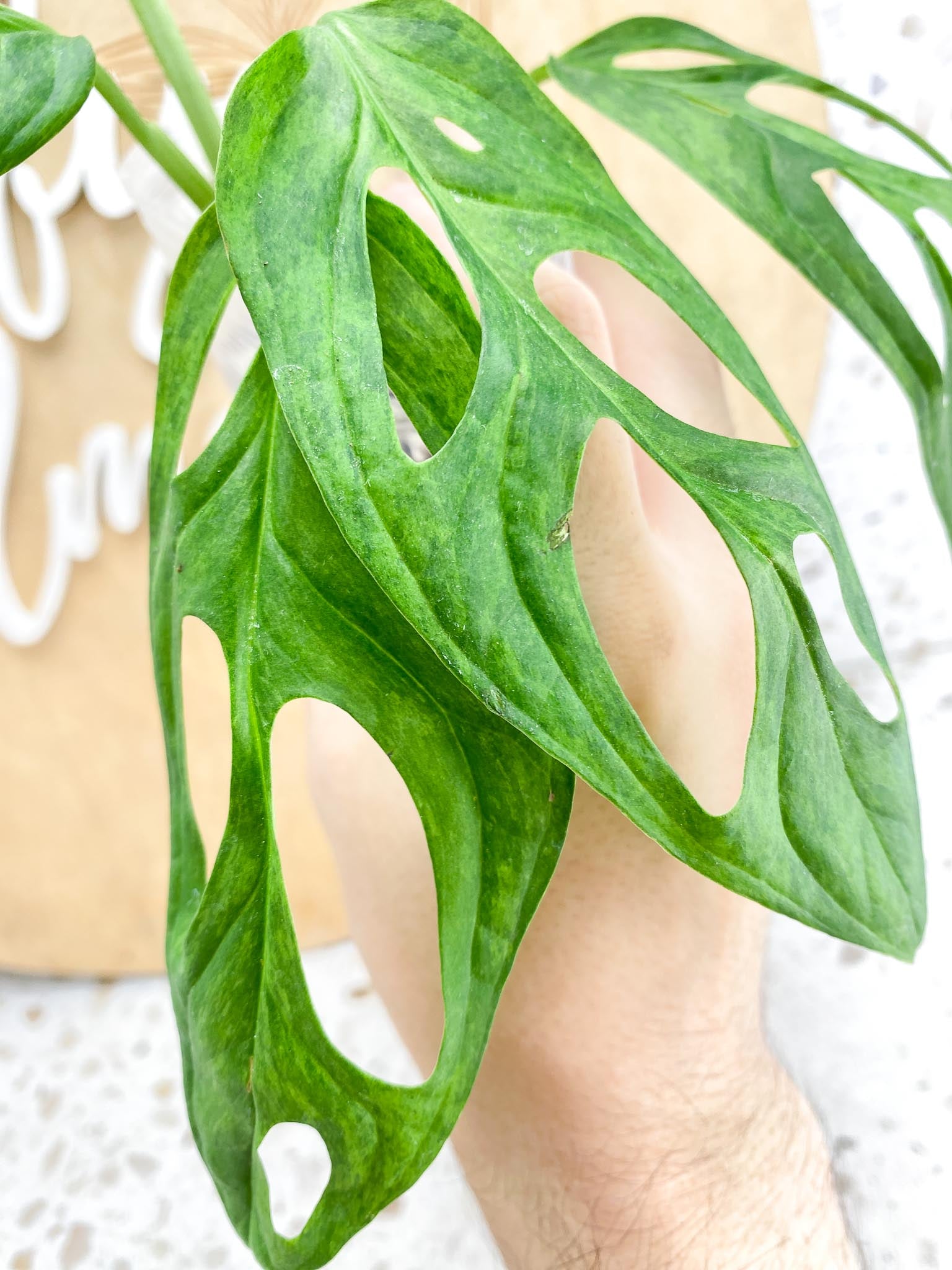 Monstera Adansonii Mint 6 leaf top cutting (rooting)