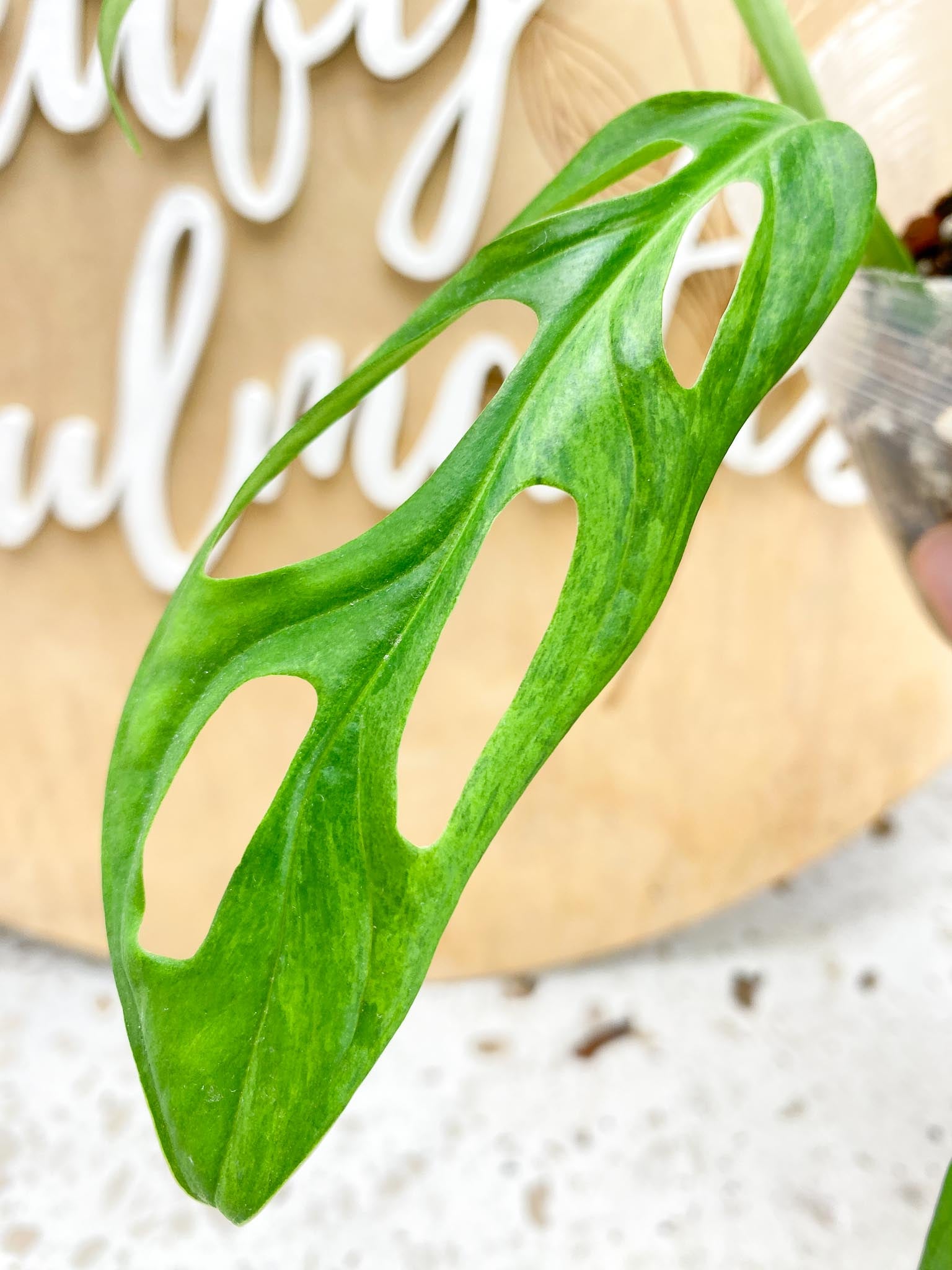 Monstera Adansonii Mint 6 leaf top cutting (rooting)