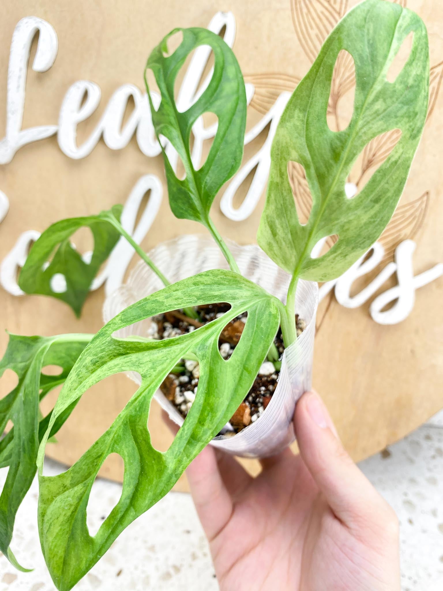 Monstera Adansonii Mint 6 leaf top cutting (rooting)