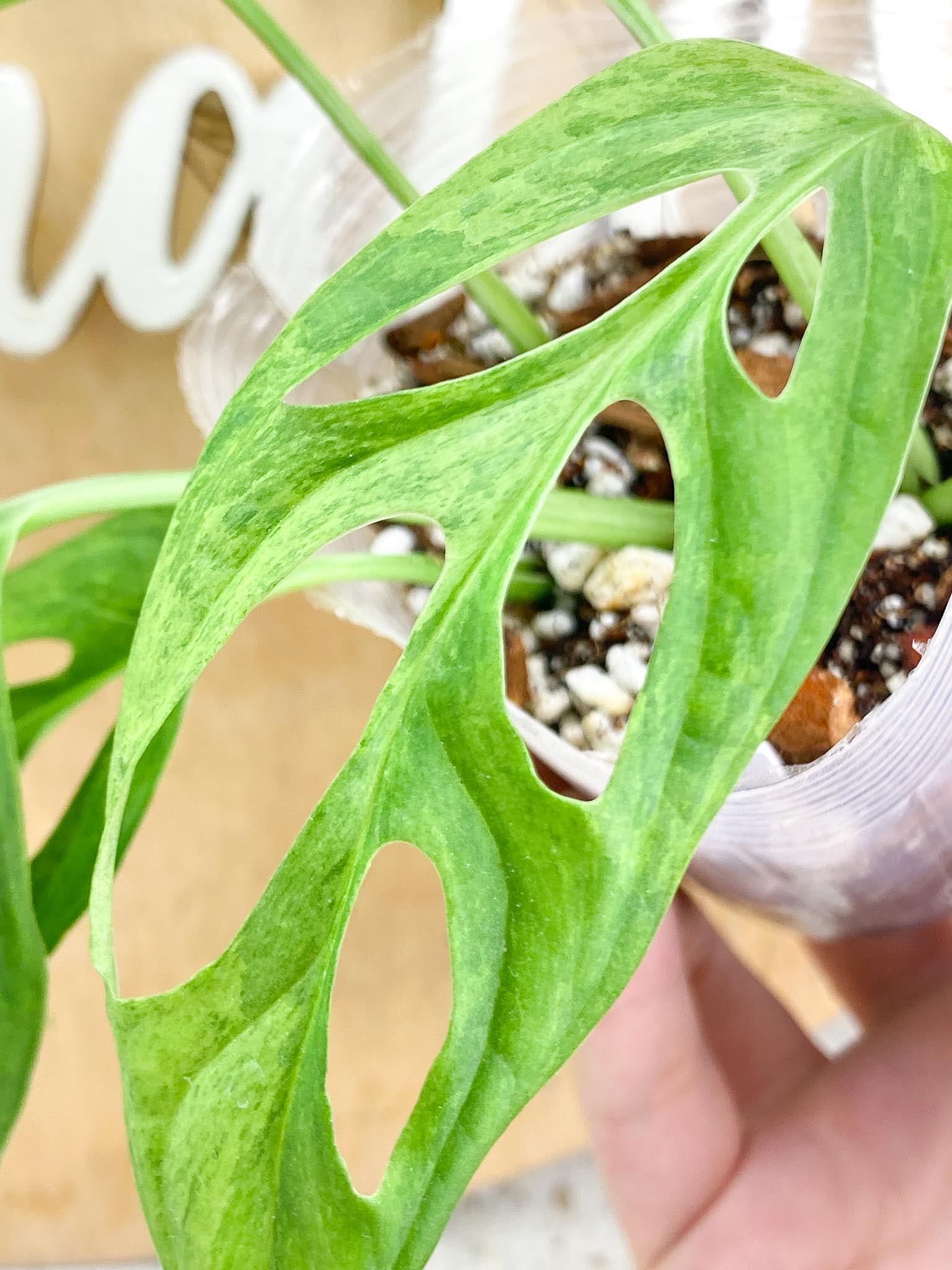 Monstera Adansonii Mint 6 leaf top cutting (rooting)