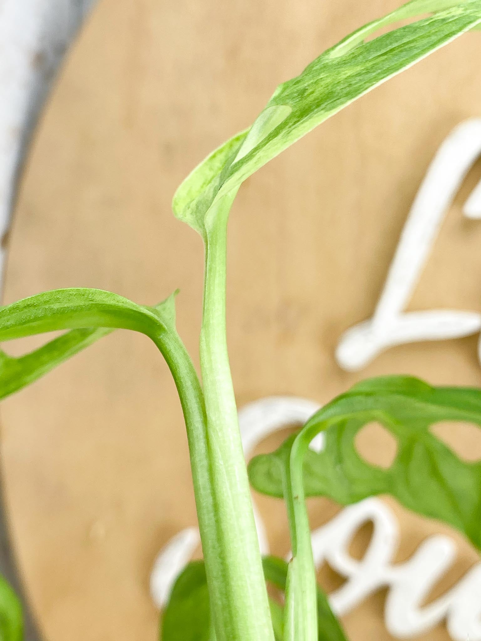 Monstera Adansonii Mint 6 leaf top cutting (rooting)