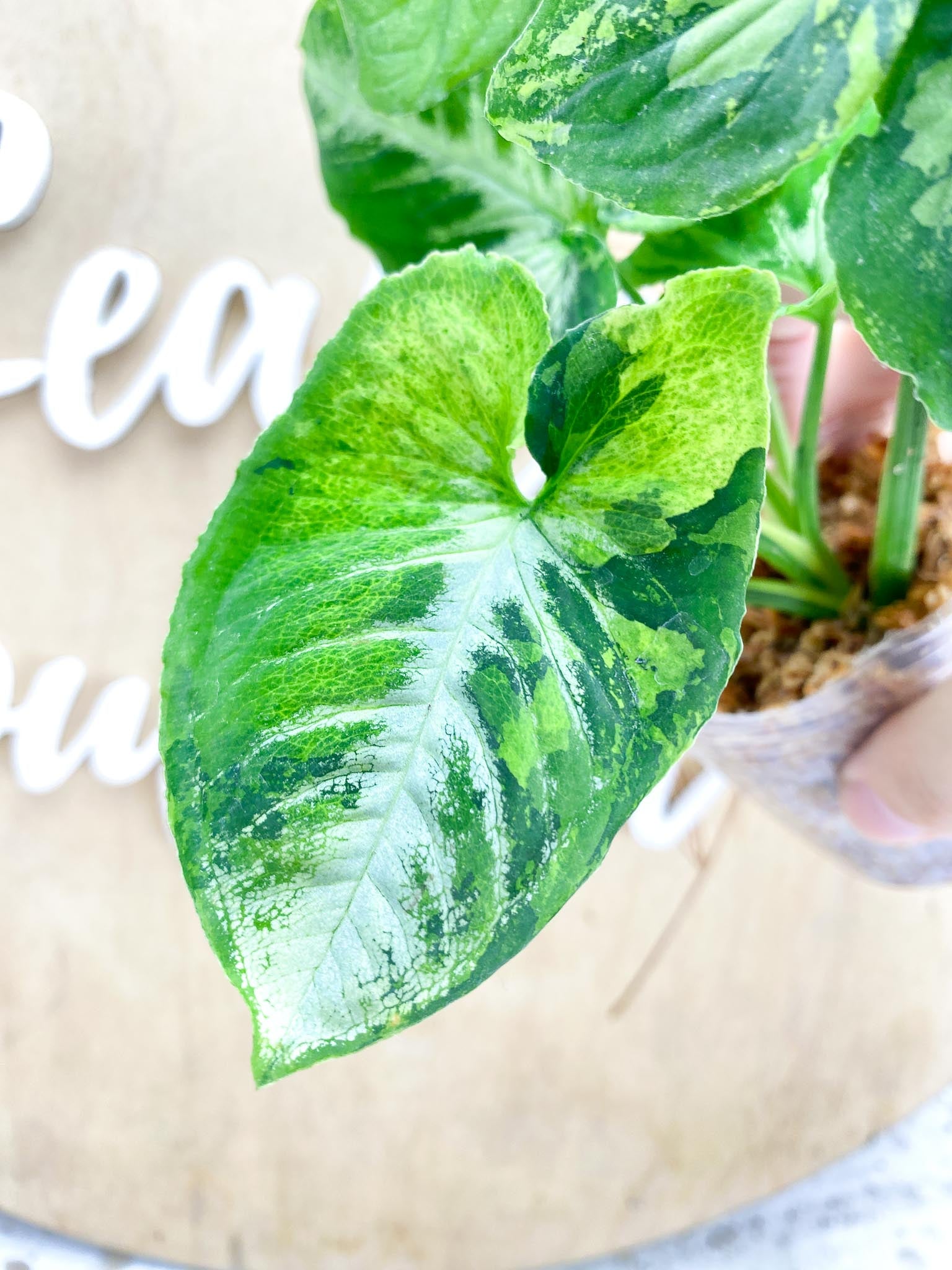 Syngonium Scrambled Eggs 5 leaf top cutting (slightly rooted)