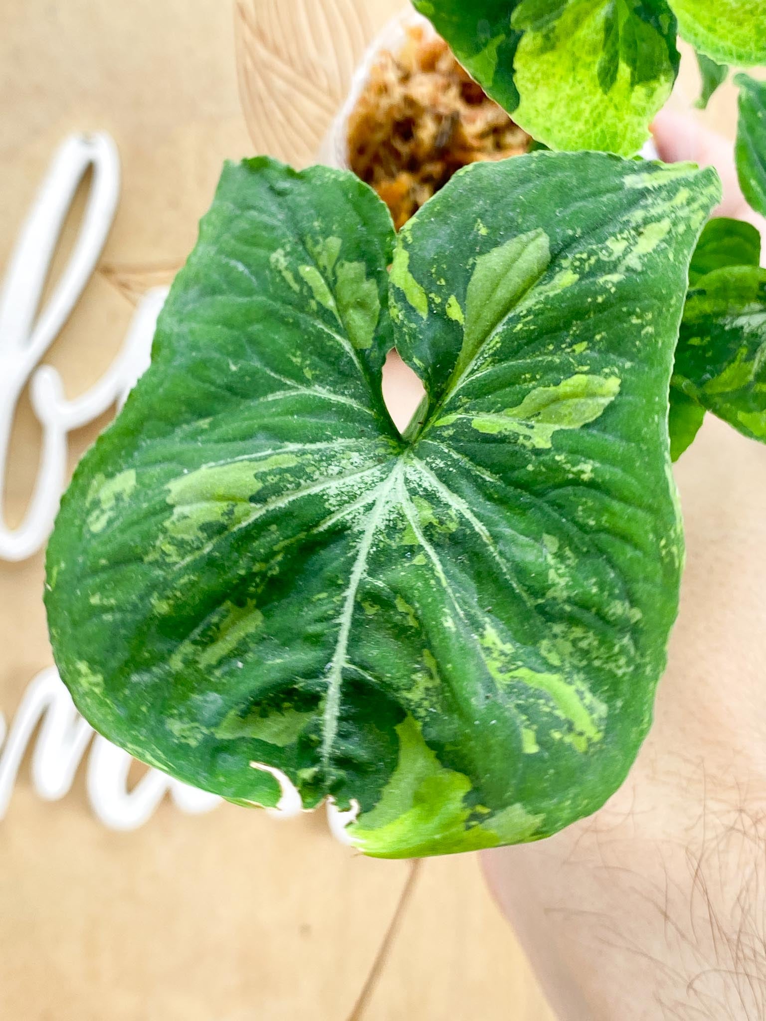 Syngonium Scrambled Eggs 5 leaf top cutting (slightly rooted)