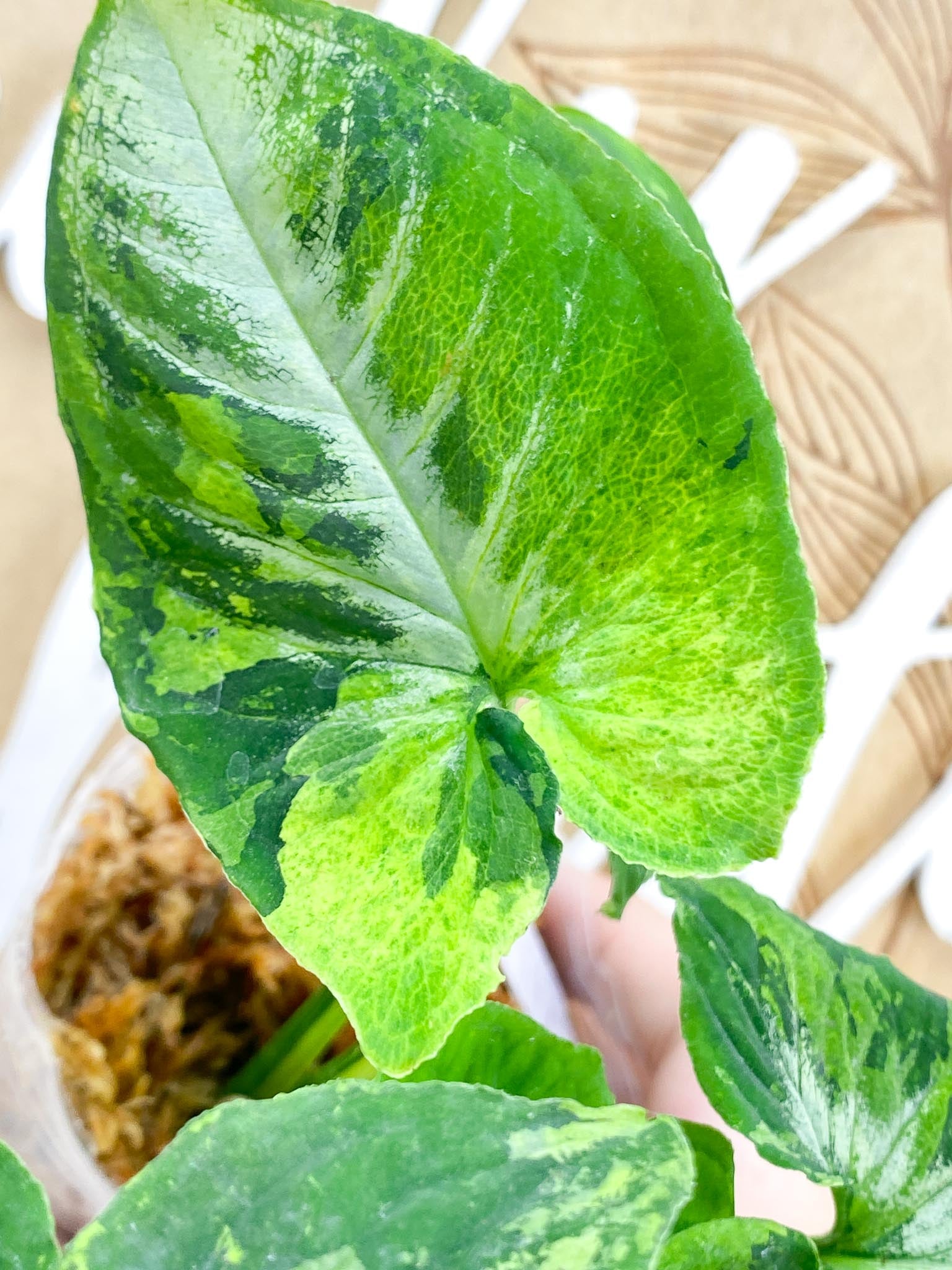 Syngonium Scrambled Eggs 5 leaf top cutting (slightly rooted)