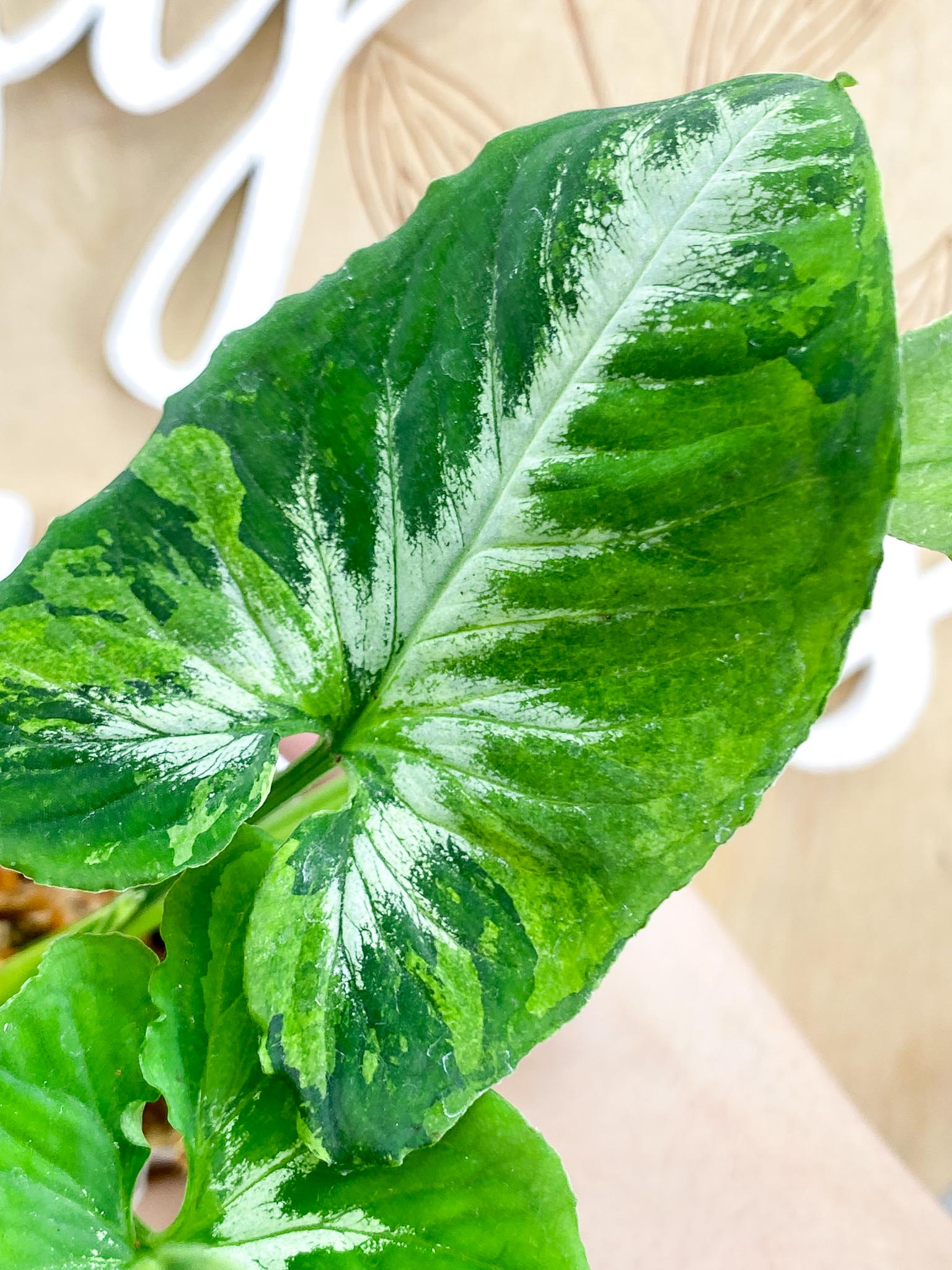 Syngonium Scrambled Eggs 5 leaf top cutting (slightly rooted)