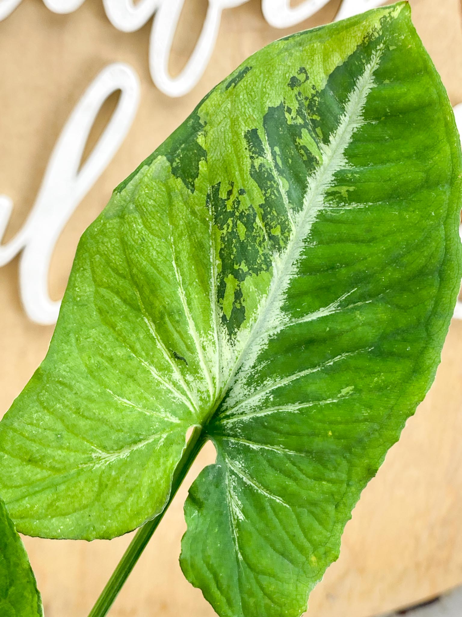 Syngonium Scrambled Eggs 5 leaf top cutting (slightly rooted)