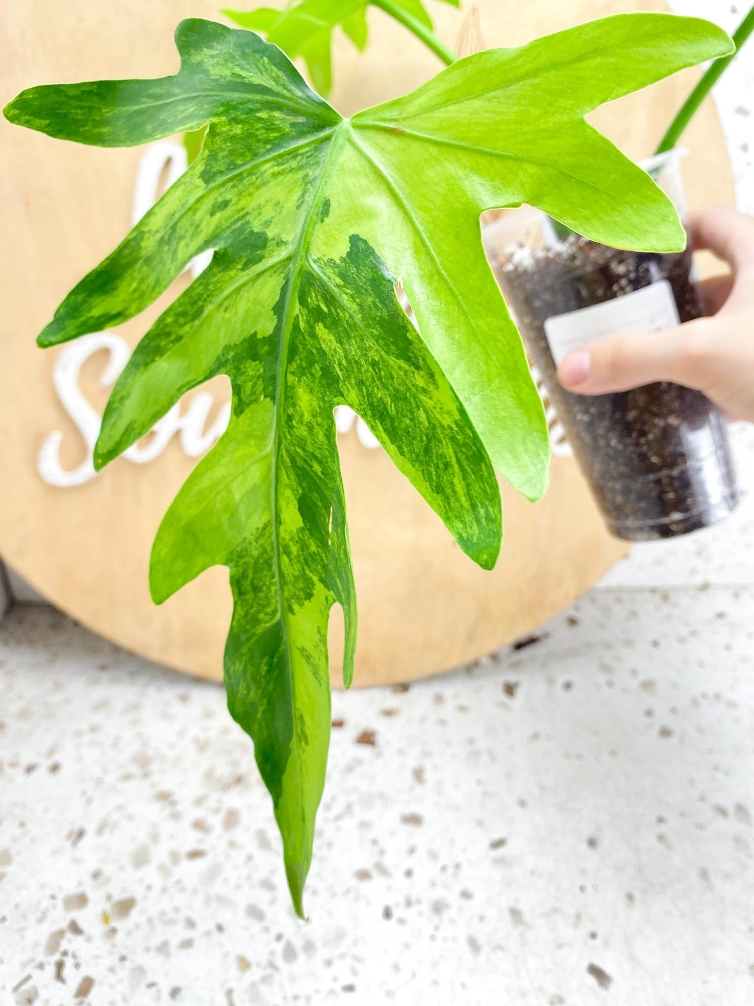 Thaumatophyllum Radiatum Variegated 3 leaves 1 shoot top cutting (Slightly Rooted ) Unicorn