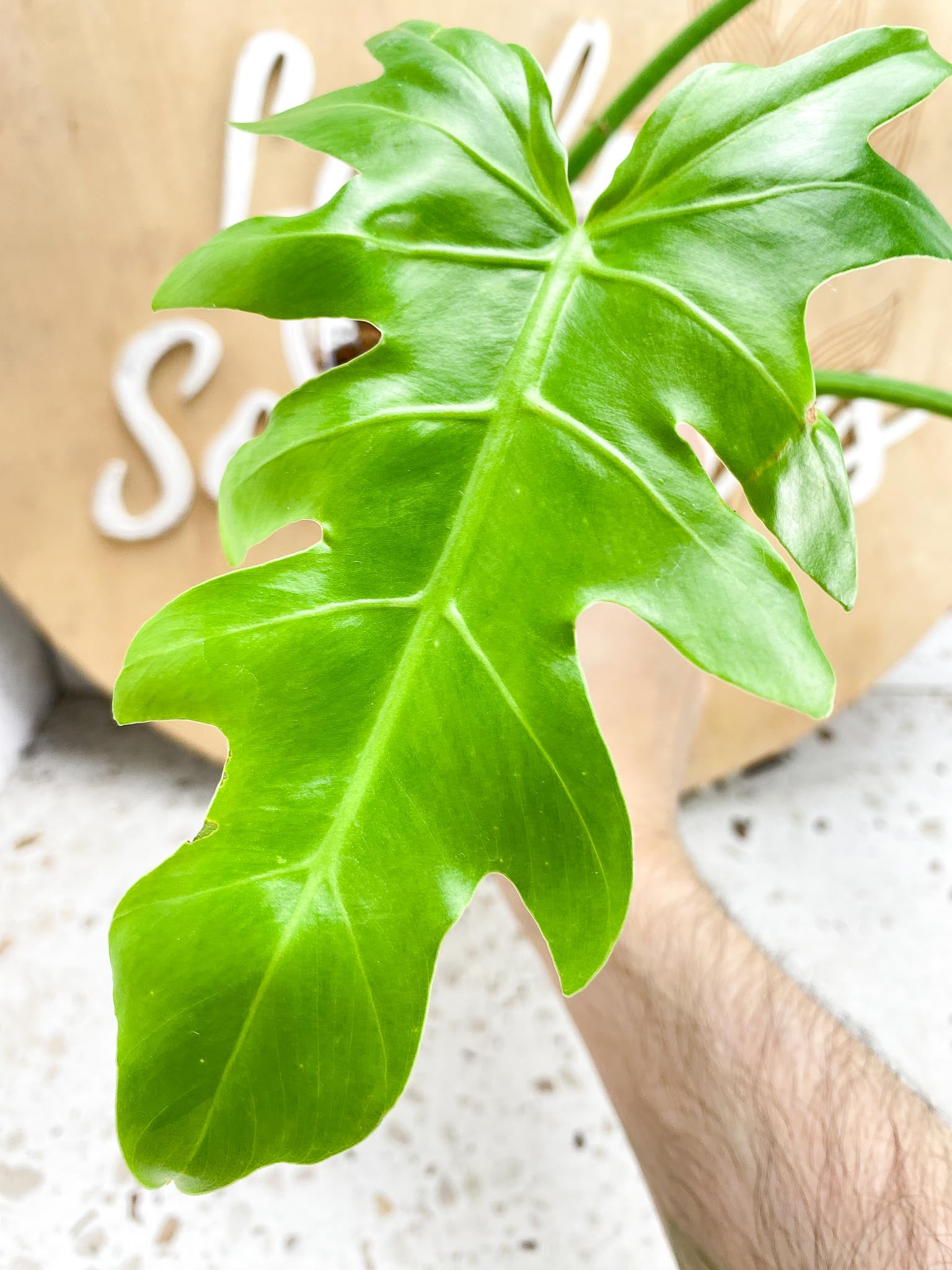 Thaumatophyllum Radiatum Variegated 3 leaves 1 shoot top cutting (Slightly Rooted ) Unicorn