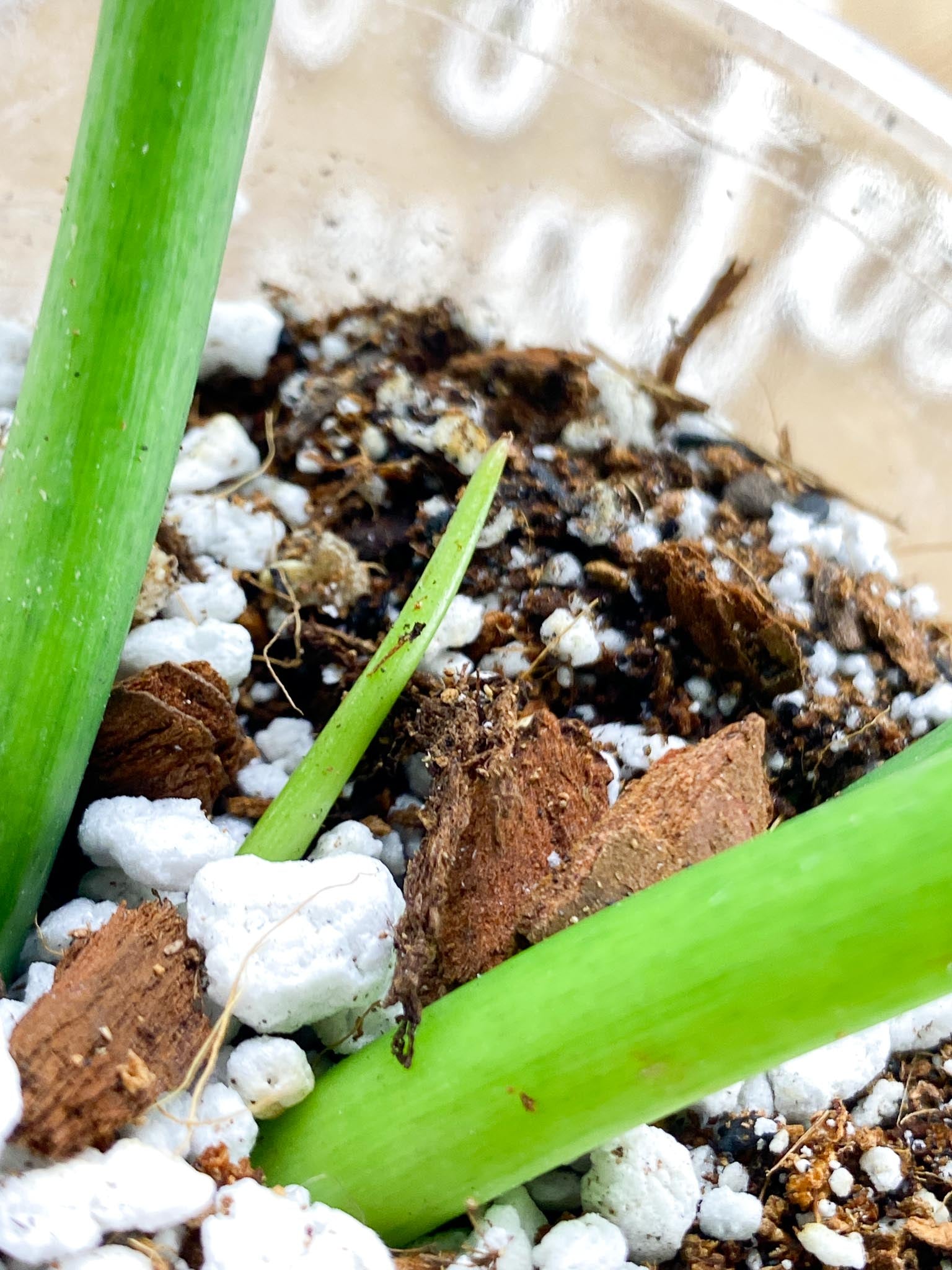 Thaumatophyllum Radiatum Variegated 3 leaves 1 shoot top cutting (Slightly Rooted ) Unicorn