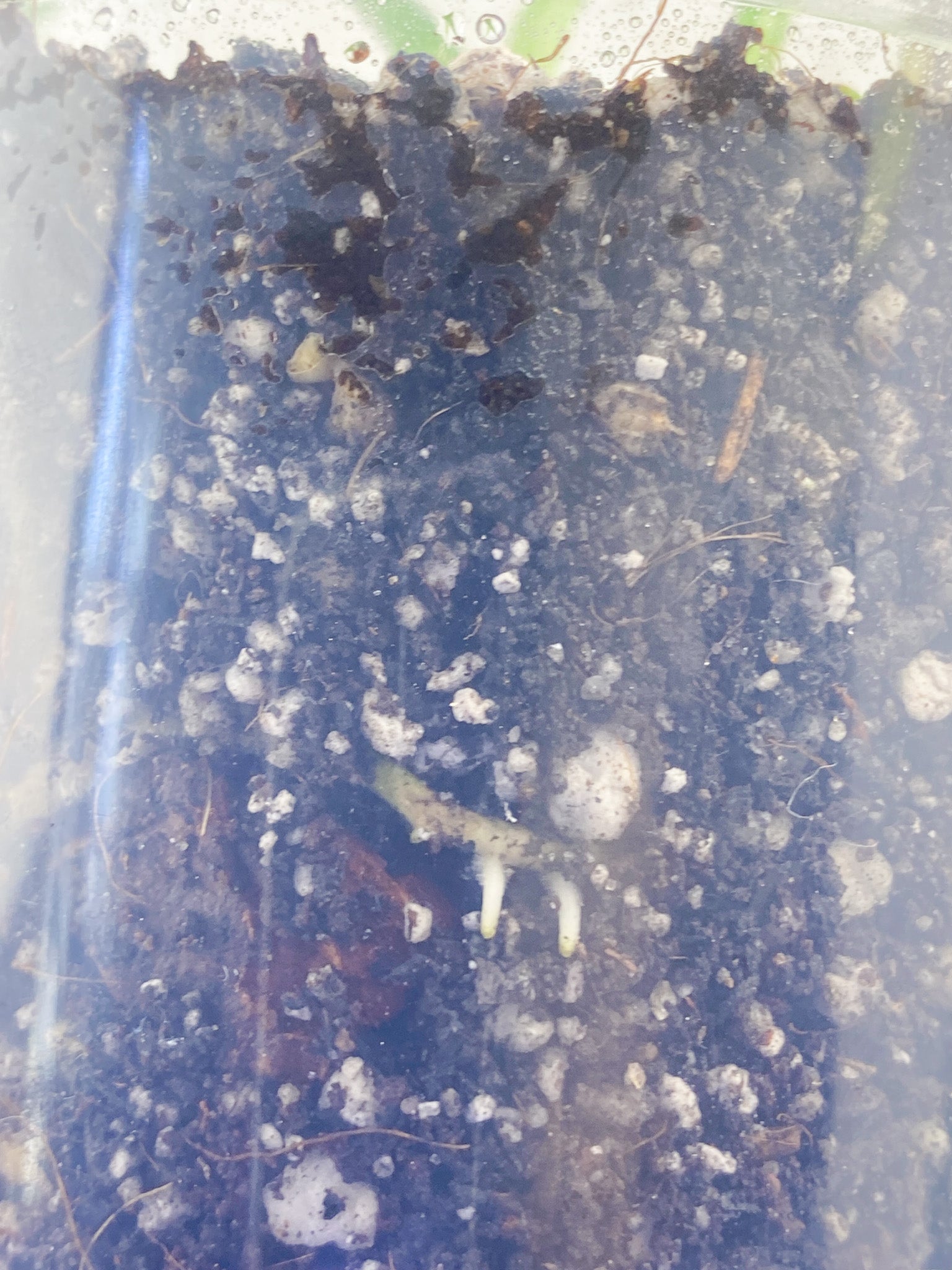 Rhaphidophora Tettrasperma Variegated 2 leaves 2 sprouts
