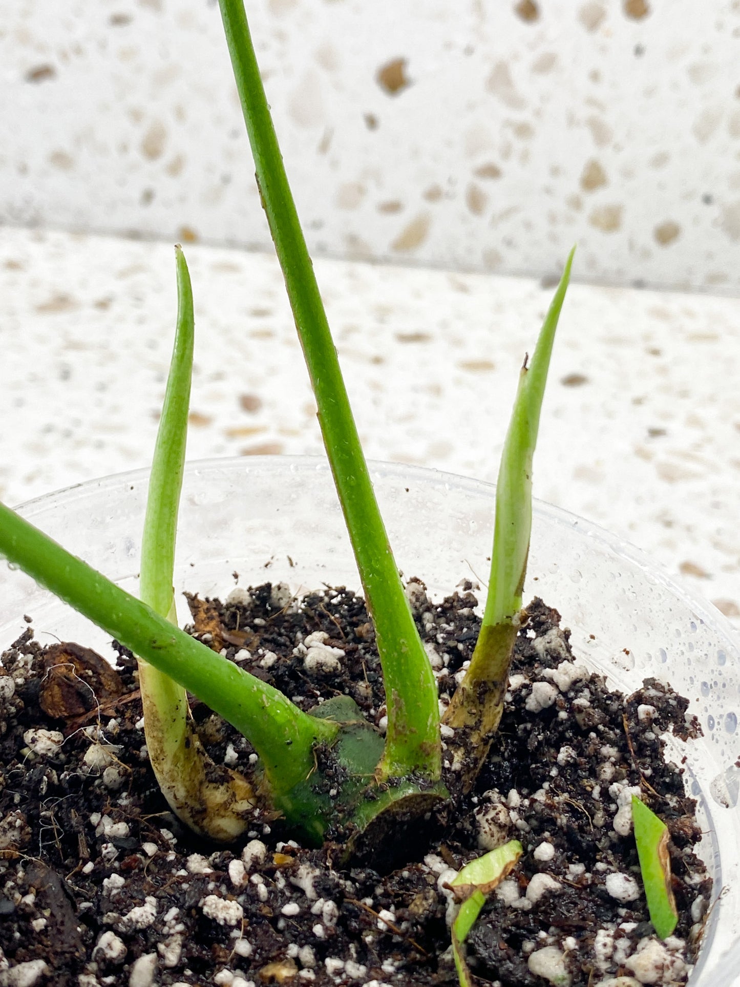 Rhaphidophora Tettrasperma Variegated 2 leaves 2 sprouts