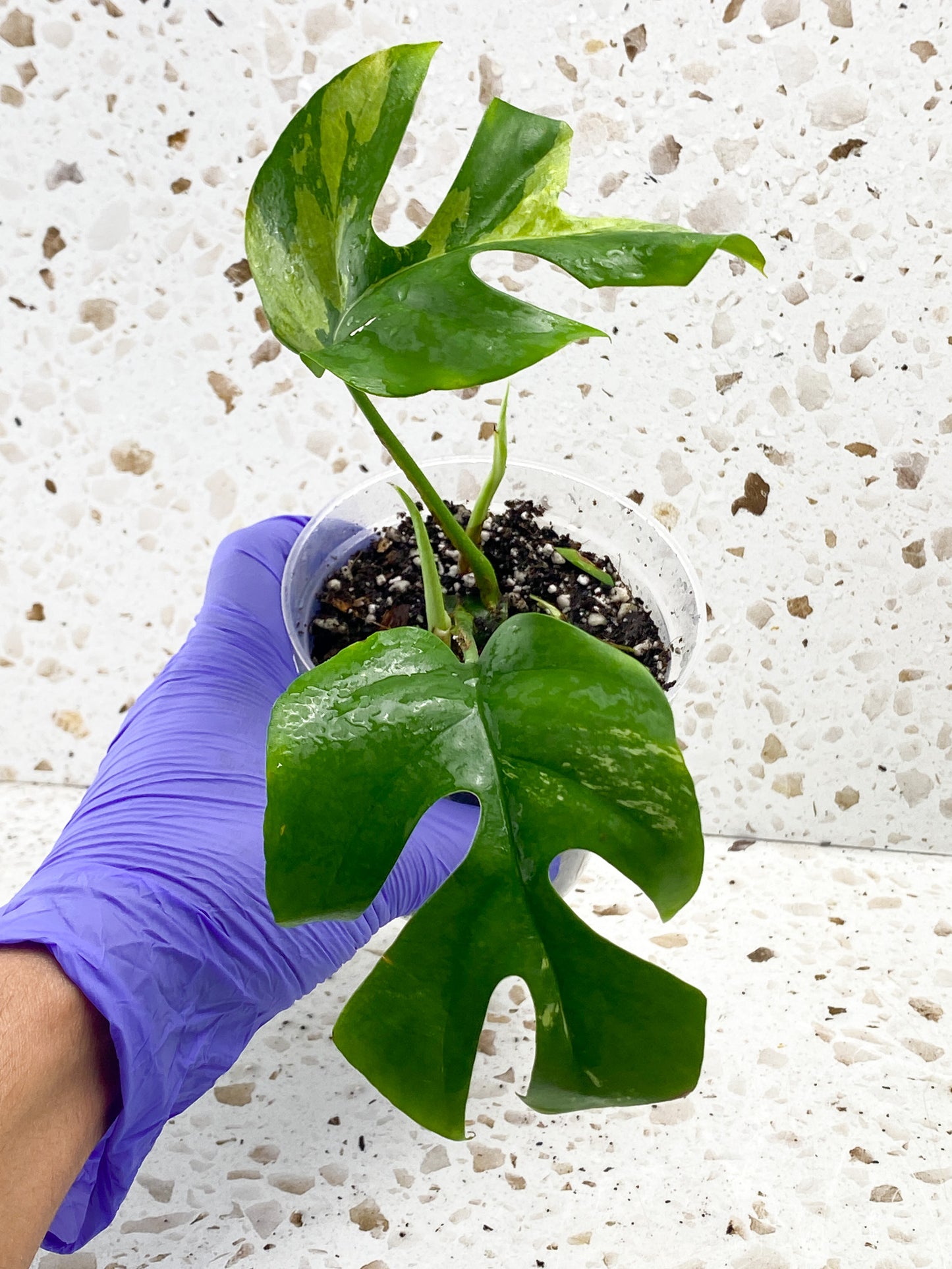 Rhaphidophora Tettrasperma Variegated 2 leaves 2 sprouts