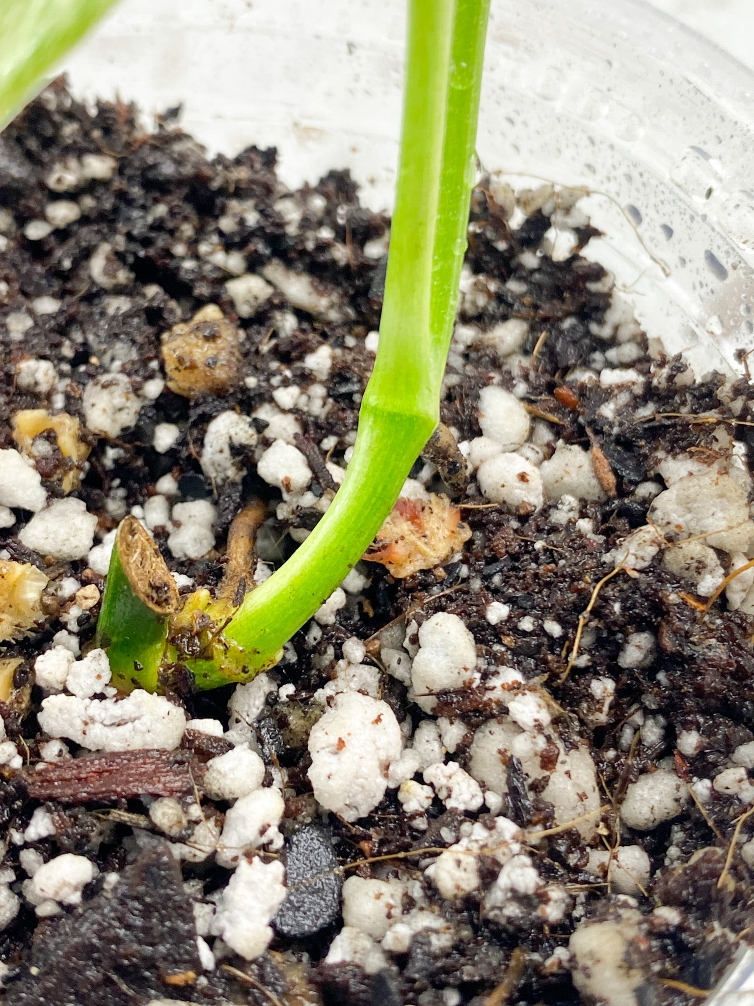 Monstera Laniata Variegated 2 leaves