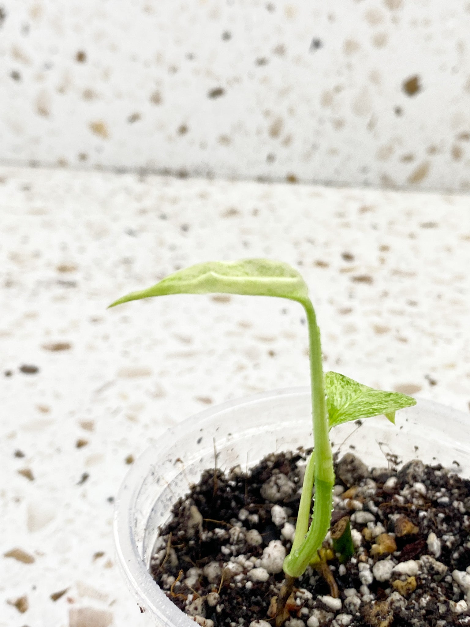 Monstera Laniata Variegated 2 leaves