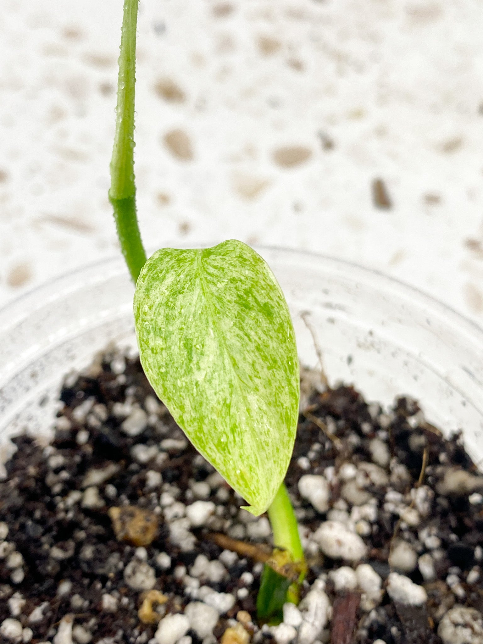 Monstera Laniata Variegated 2 leaves