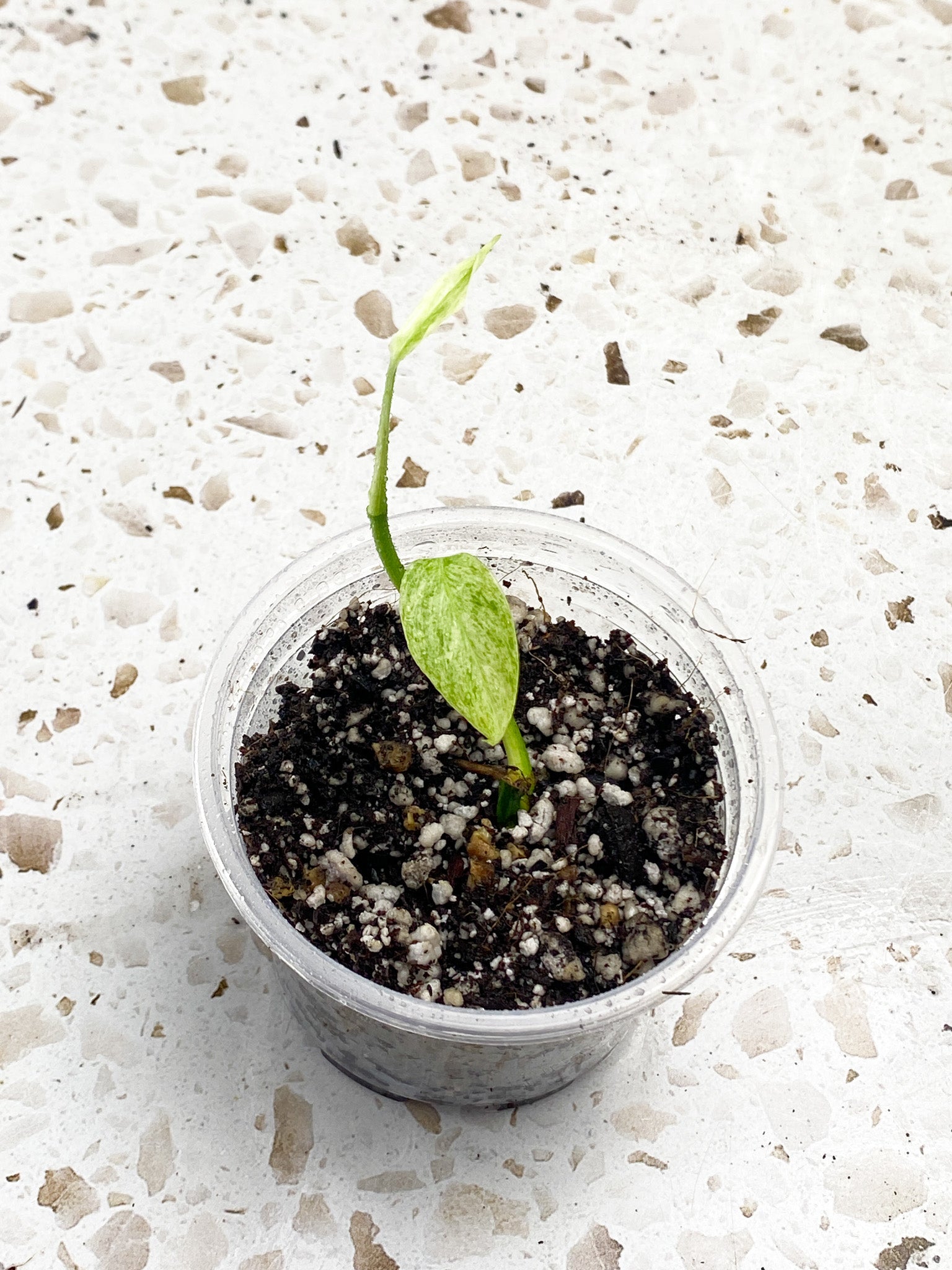 Monstera Laniata Variegated 2 leaves