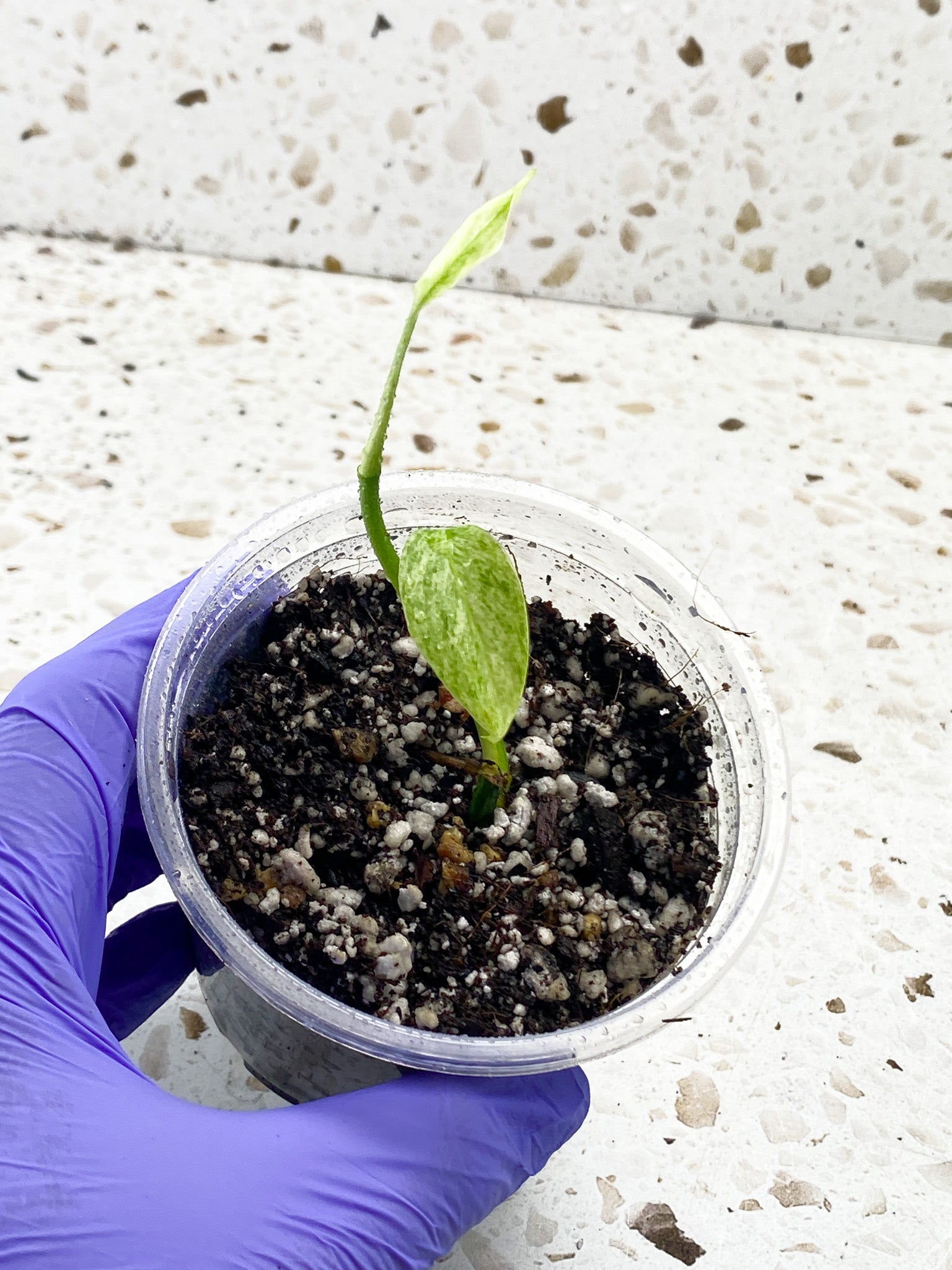 Monstera Laniata Variegated 2 leaves