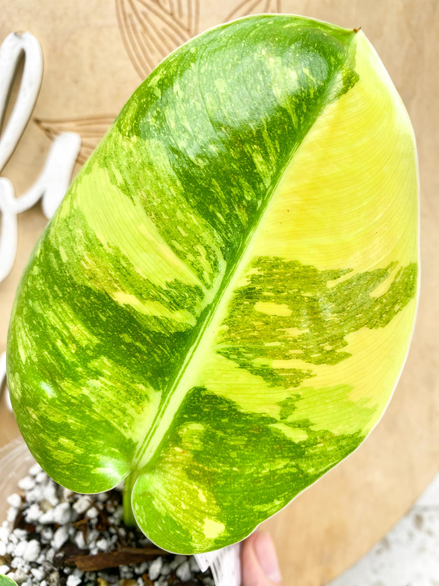 Philodendron Green Congo Nuclear  2 Leaves Top cutting rooted