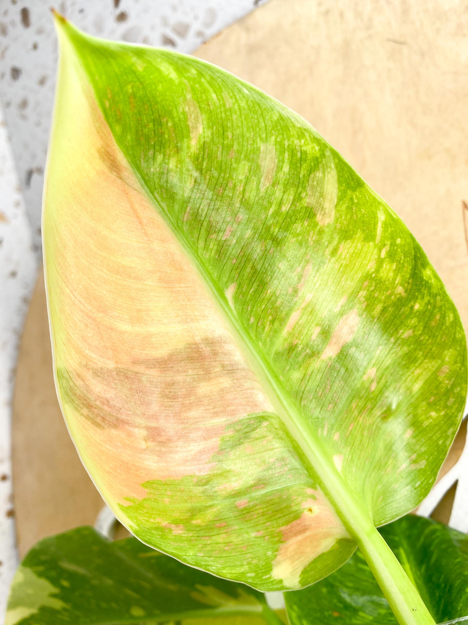 Philodendron Green Congo Nuclear  2 Leaves Top cutting rooted