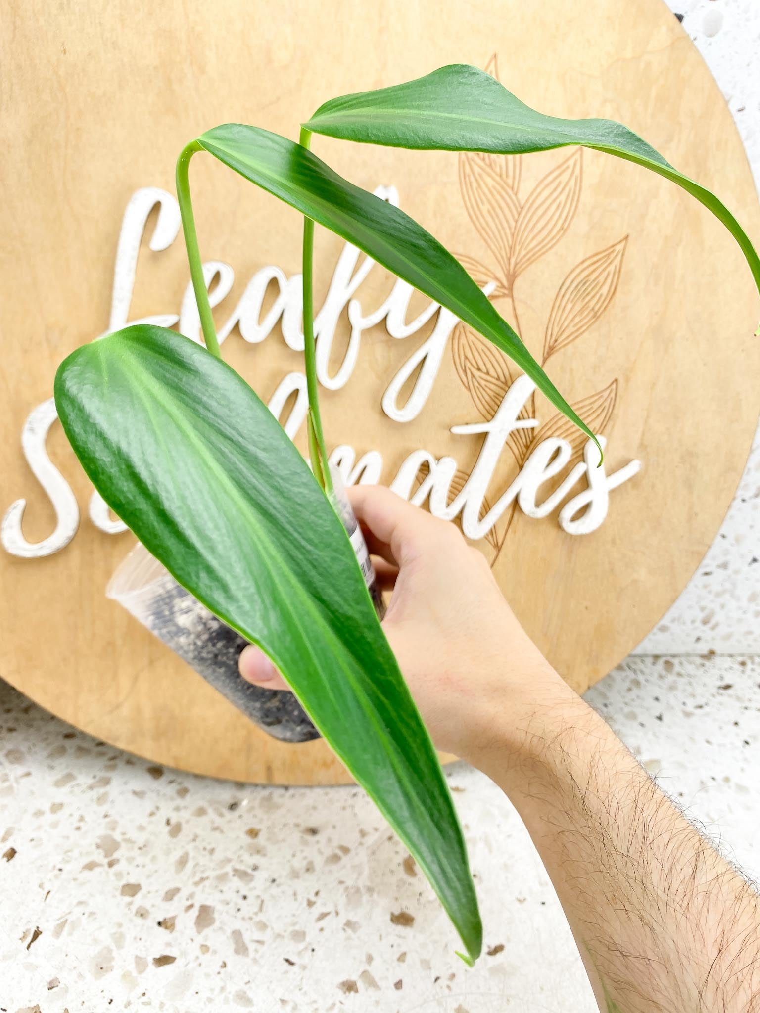 Monstera Burle Marx Flame 3 leaf top cutting (rooting)