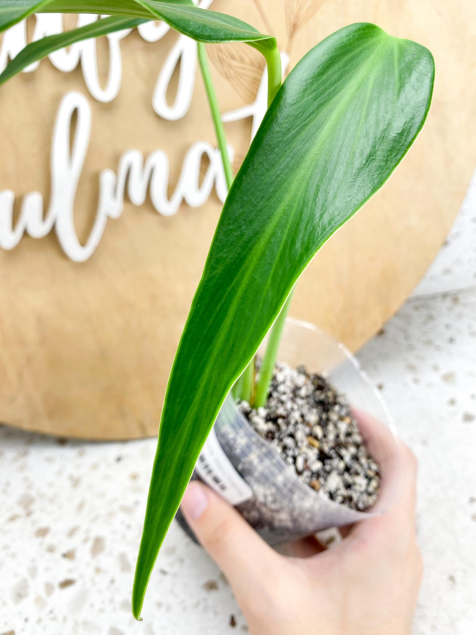 Monstera Burle Marx Flame 3 leaf top cutting (rooting)