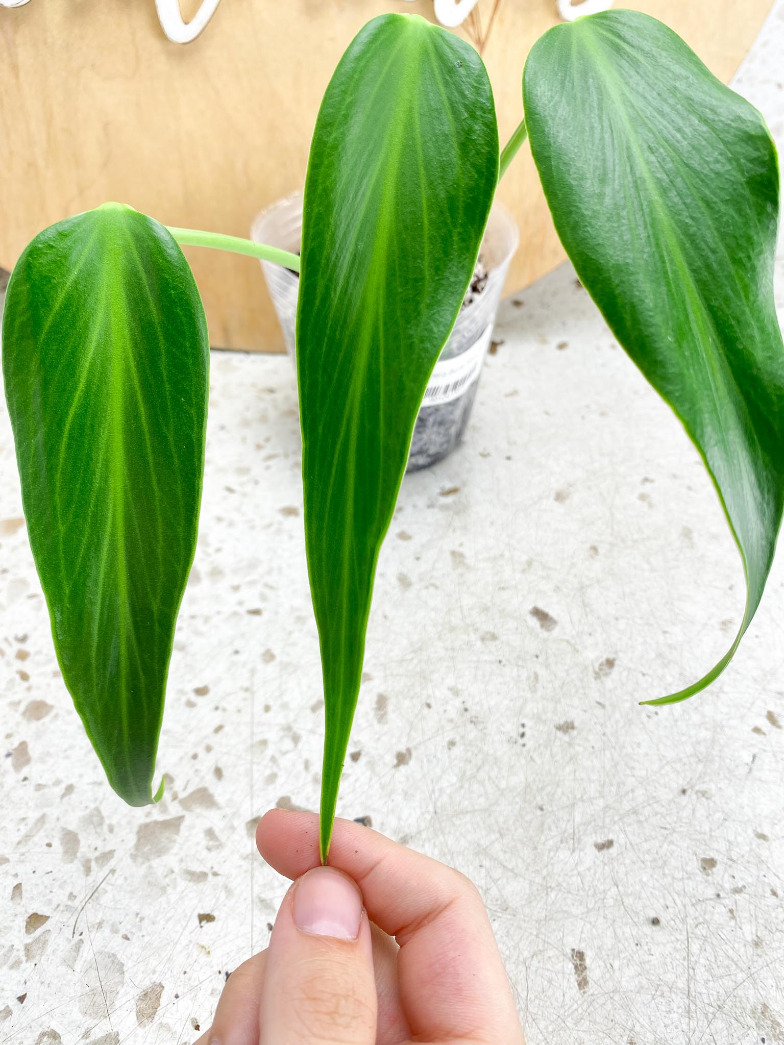 Monstera Burle Marx Flame 3 leaf top cutting (rooting)