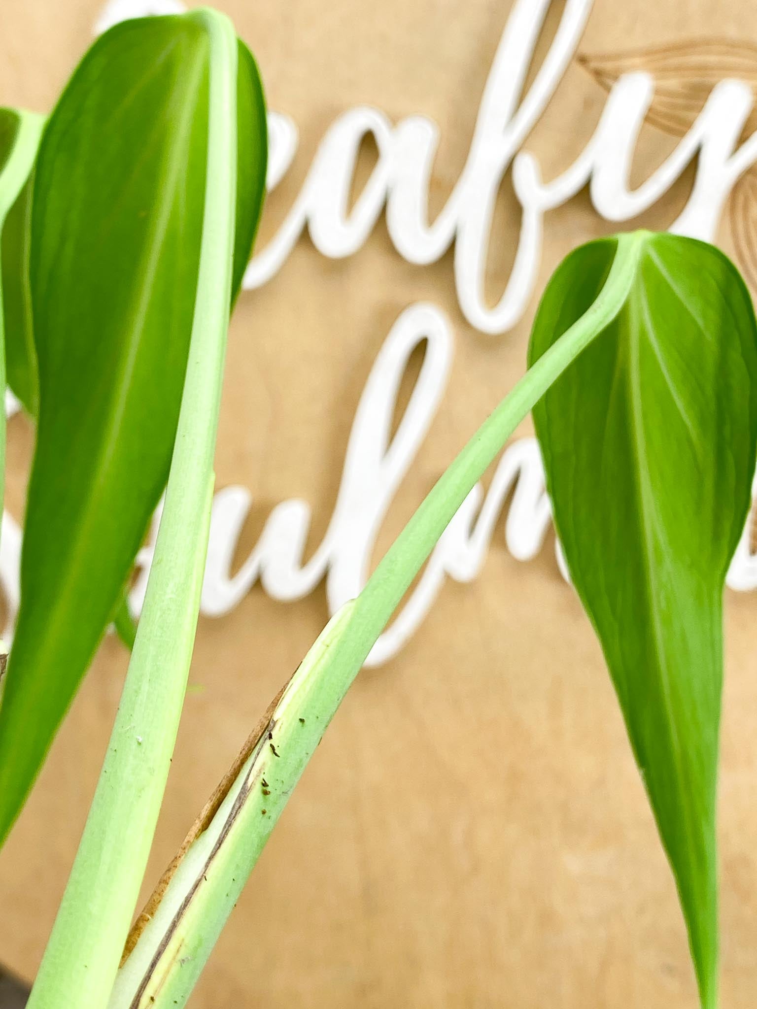 Monstera Burle Marx Flame 3 leaf top cutting (rooting)