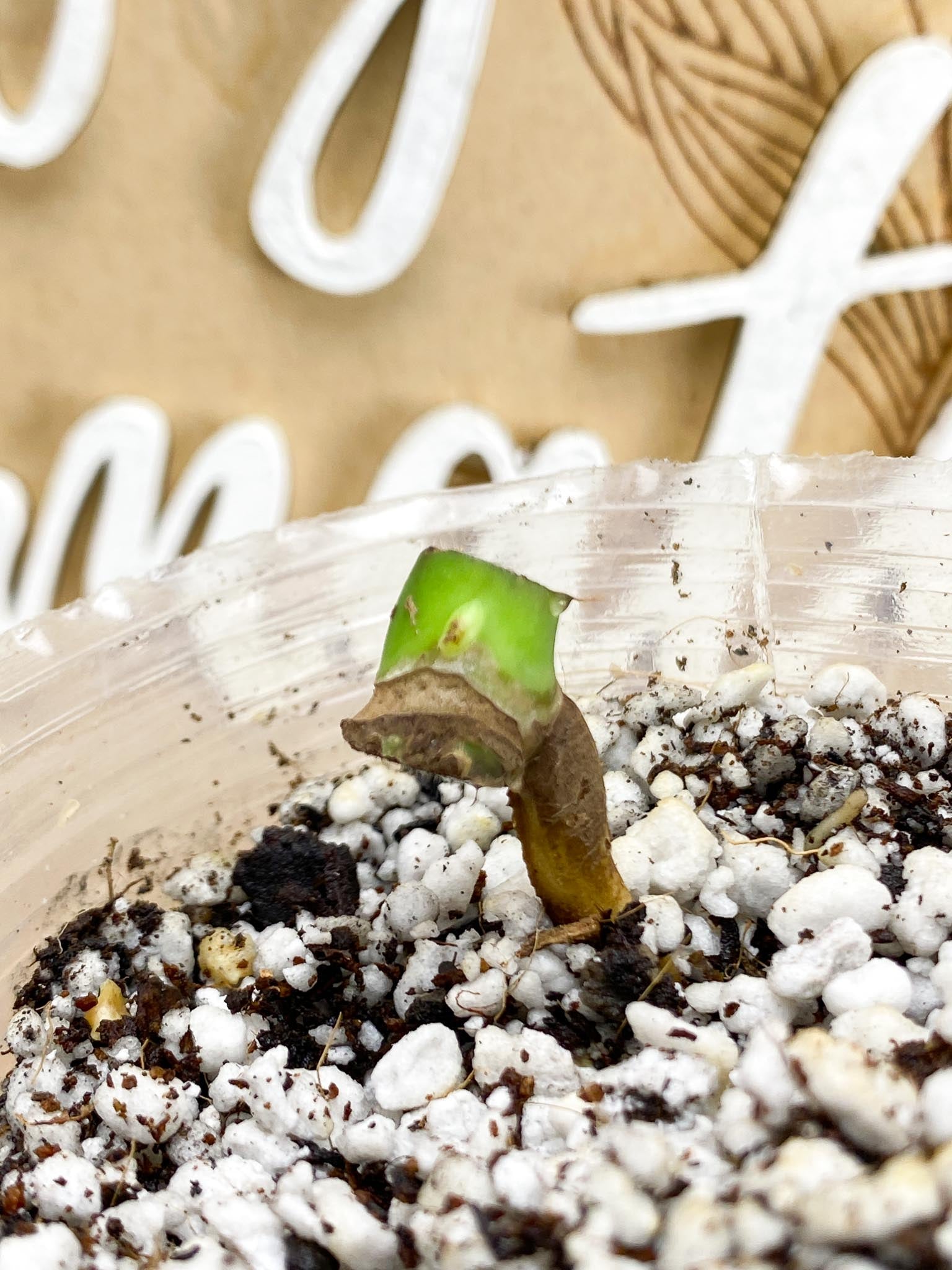 Monstera Burle Marx Flame node and active bud (rooting)