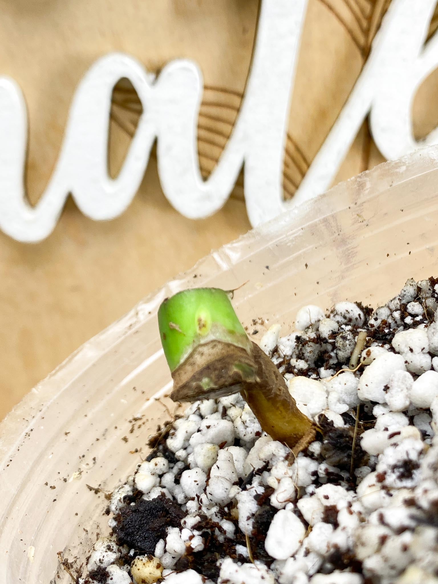 Monstera Burle Marx Flame node and active bud (rooting)