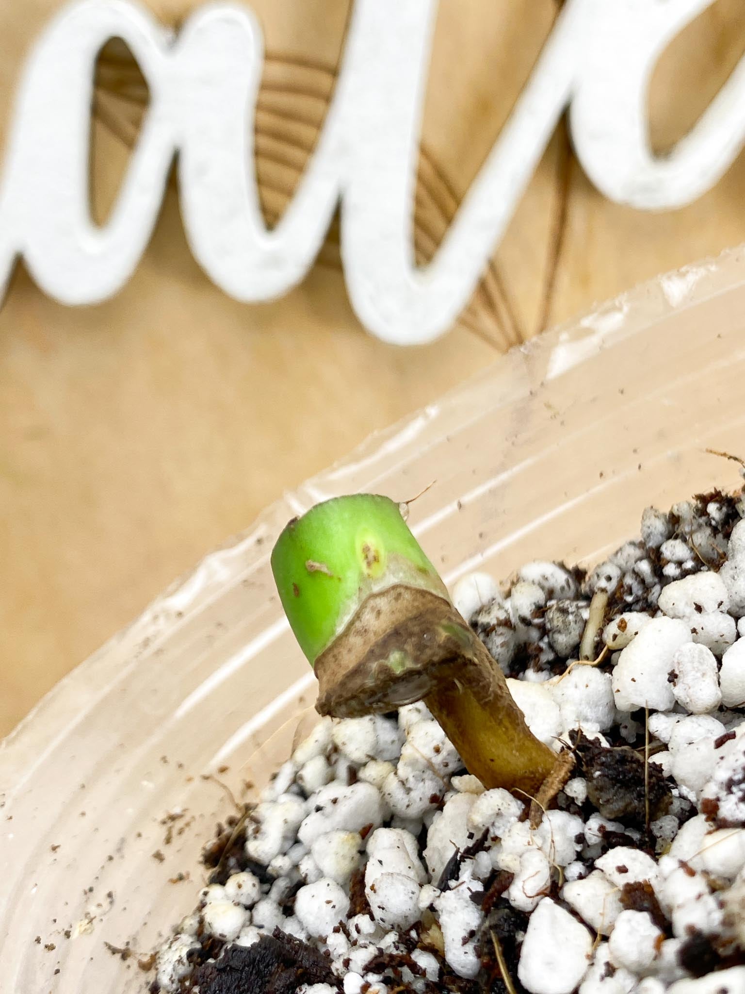 Monstera Burle Marx Flame node and active bud (rooting)