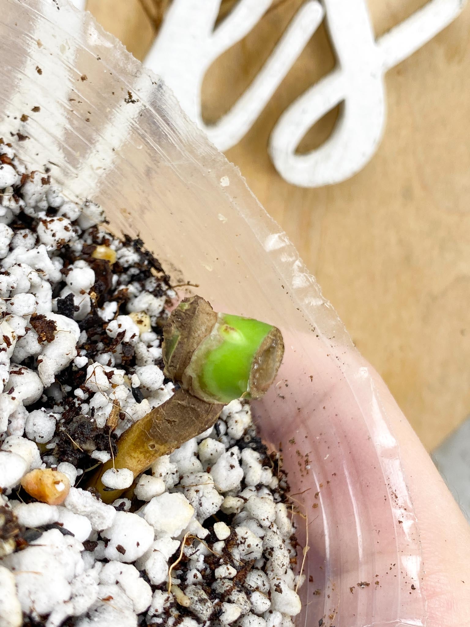 Monstera Burle Marx Flame node and active bud (rooting)